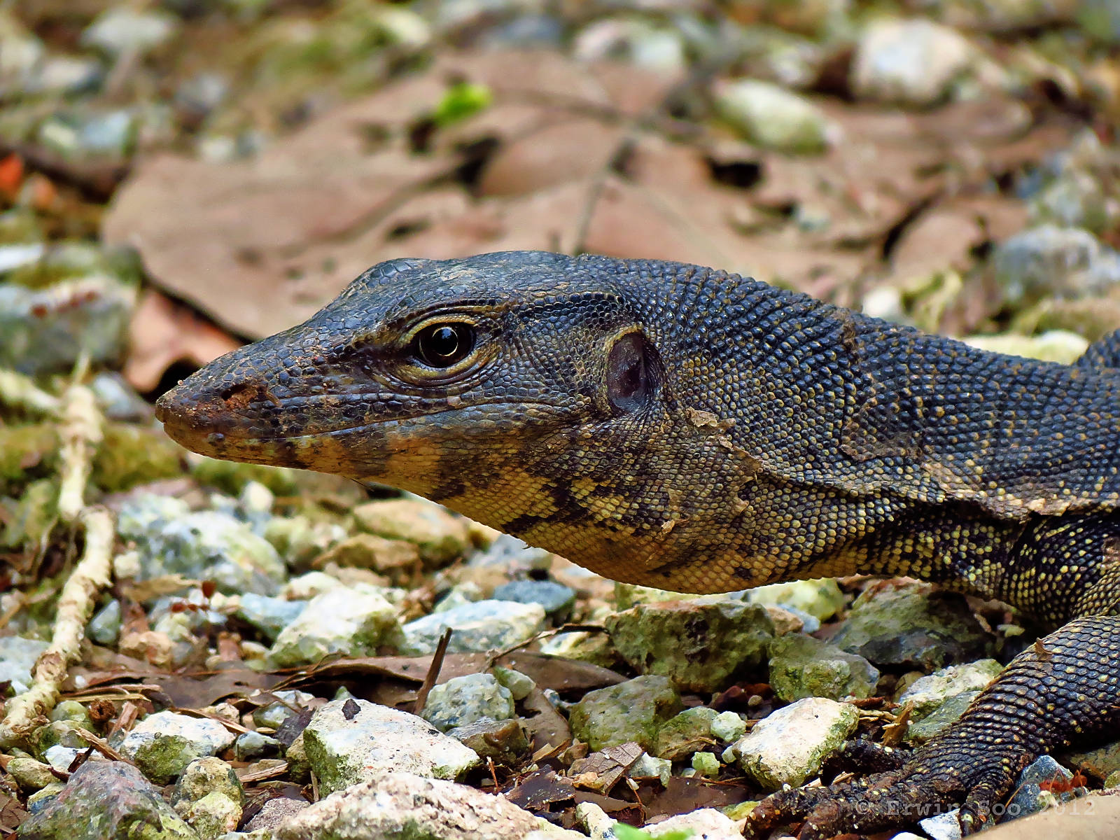 reptile 桌布 壁紙 — 一隻擁有紋理鱗片的巨蜥特寫，正躺在岩石和落葉堆上休息。