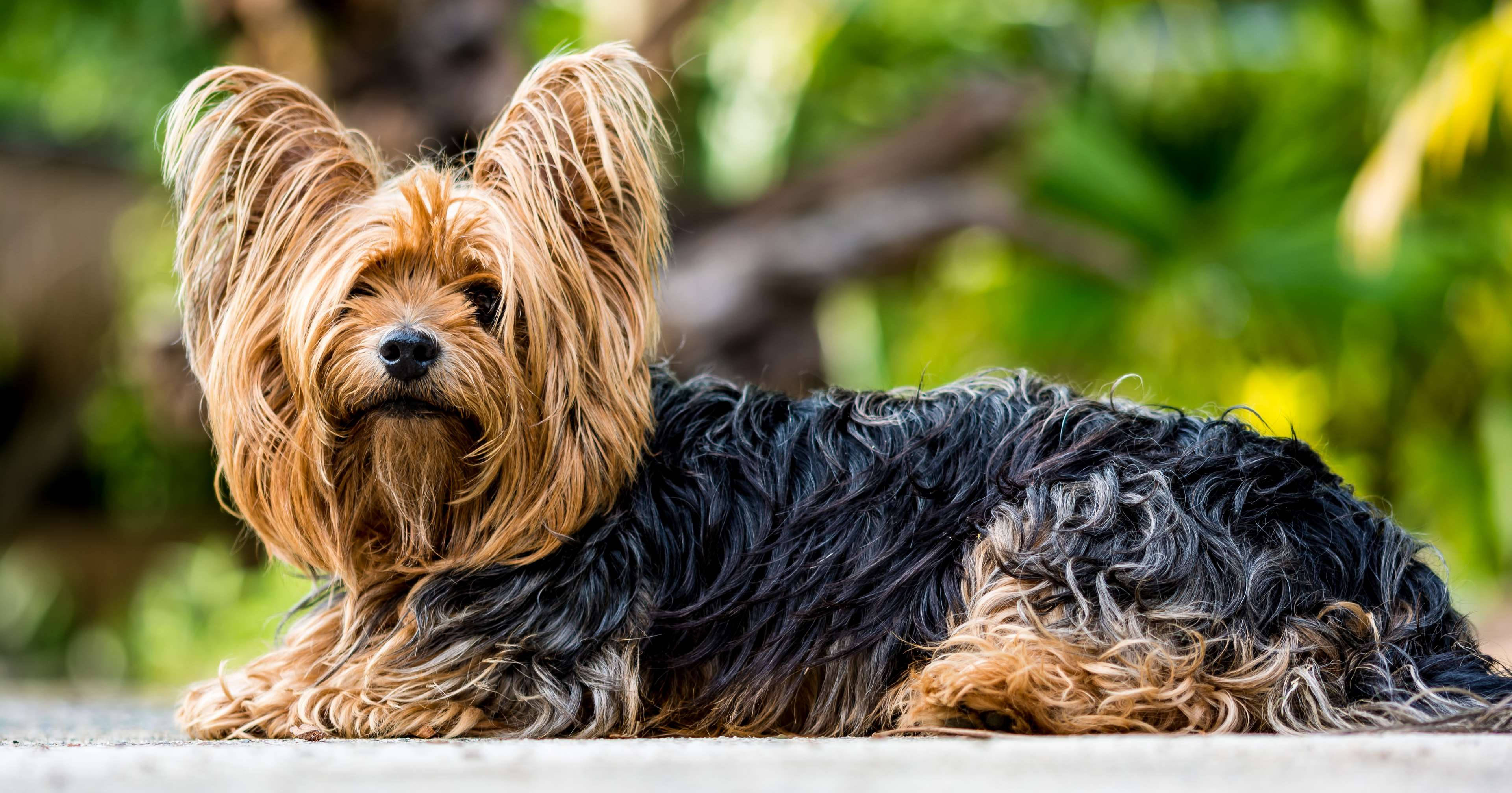 Terrier 桌布 壁紙 — 一隻擁有絲滑金褐色和黑色毛髮的約克夏㹴，平靜地躺在被茂密綠色植物環繞的石徑上。