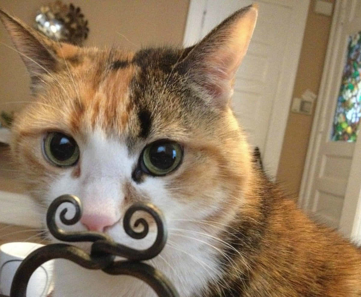 Silly Cat 桌布 壁紙 — 一隻擁有綠色大眼睛的三色貓在室內頑皮地用嘴叼著一個黑色金屬手柄。