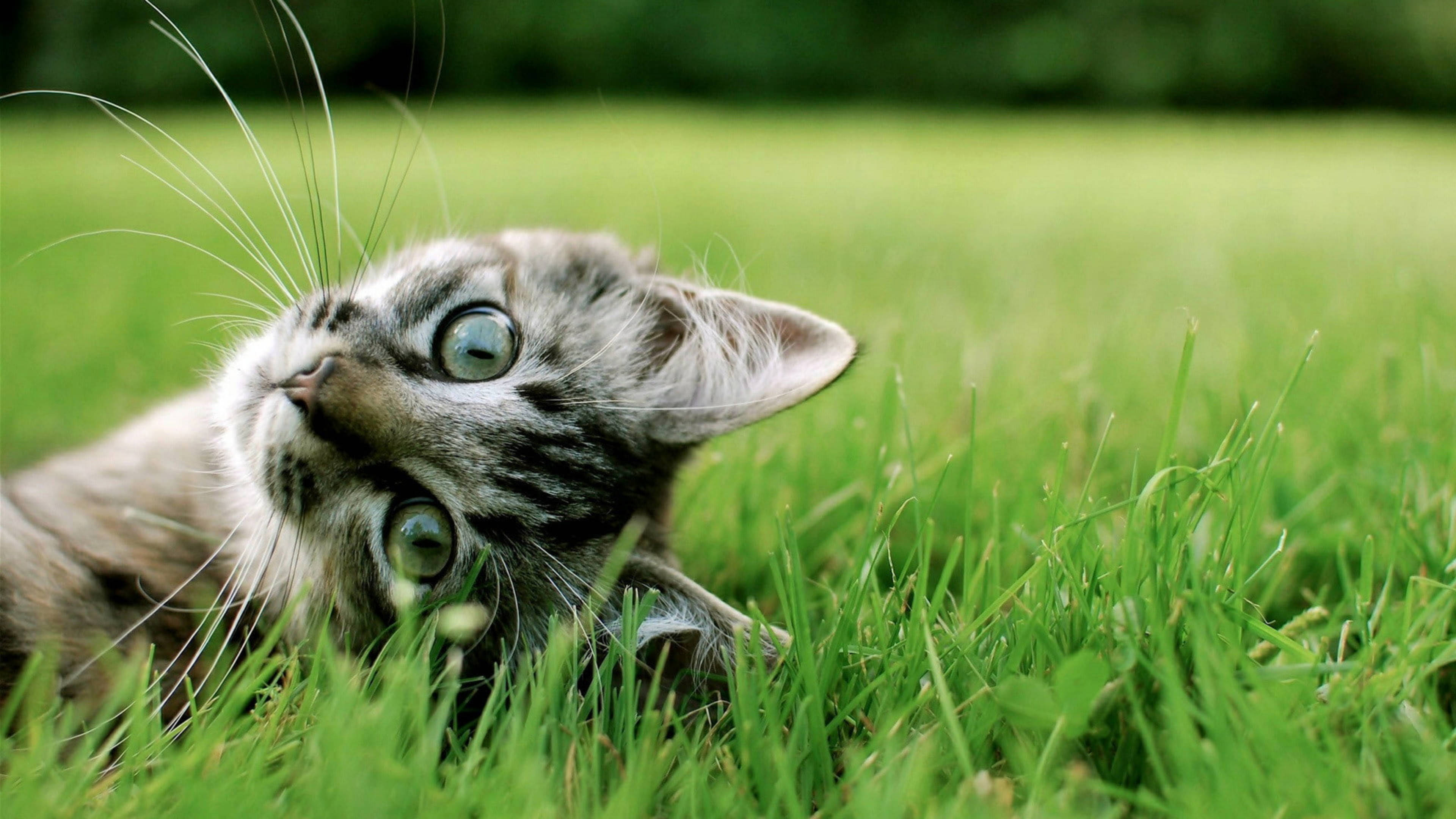 Cute Cat HD 桌布 壁紙 — 一隻擁有綠色大眼睛的虎斑小貓，蜷伏在充滿活力的綠草中，好奇地向上凝視。