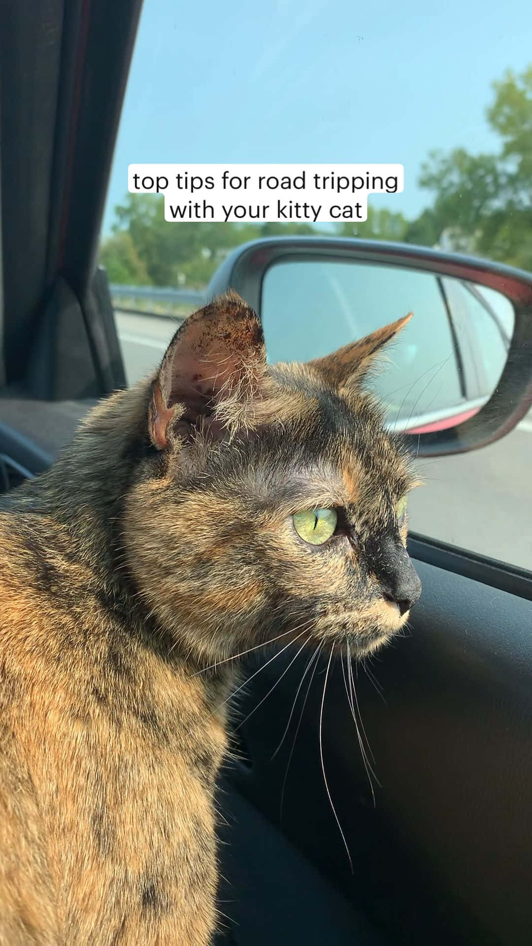 Crazy Cat 桌布 壁紙 — 一隻擁有綠色眼睛的玳瑁貓在陽光明媚的公路旅行中凝視著車窗外。