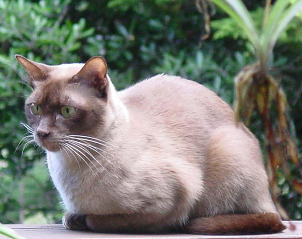 Burmese Cat 桌布 壁紙 — 一隻擁有綠色眼睛的苗條暹羅貓警覺地坐在木質表面上，周圍環繞著茂密的綠色樹葉。