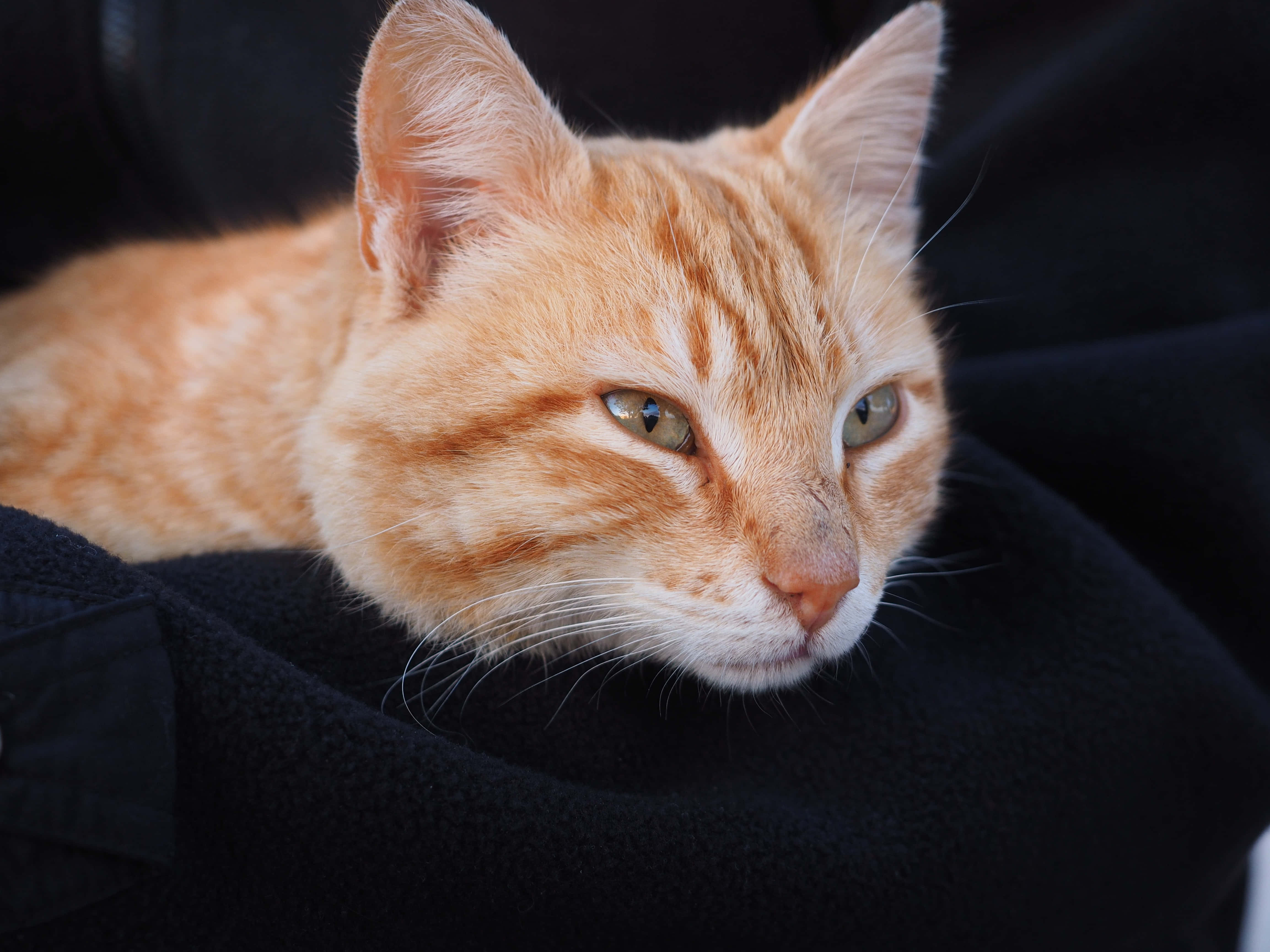 Red Cat 桌布 壁紙 — 一隻擁有綠色眼睛的薑黃色虎斑貓在黑色布料表面上休息的特寫。