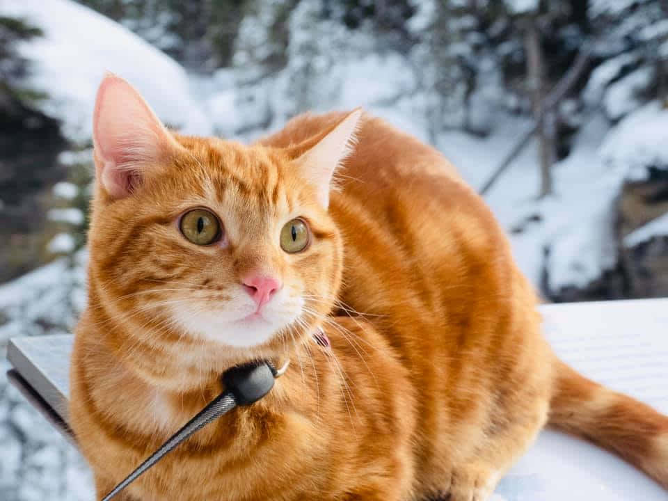 adorable 桌布 壁紙 — 一隻擁有綠色眼睛的薑黃色虎斑貓警覺地坐在被雪覆蓋的樹木環繞的雪地上。