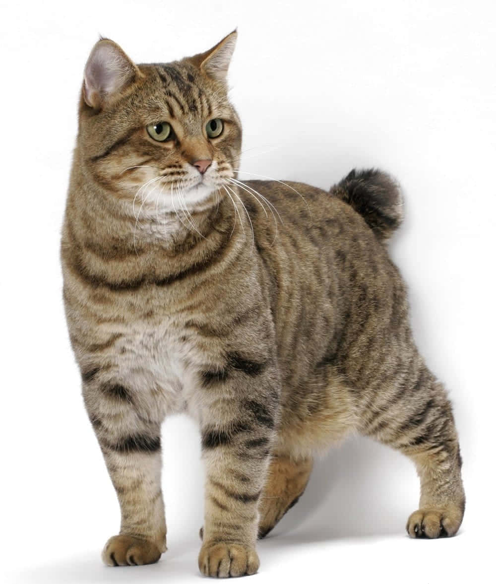 American Bobtail 桌布 壁紙 — 一隻擁有綠色眼睛的虎斑貓，在純白色背景前警覺地站立，展示其短腿和條紋毛皮。