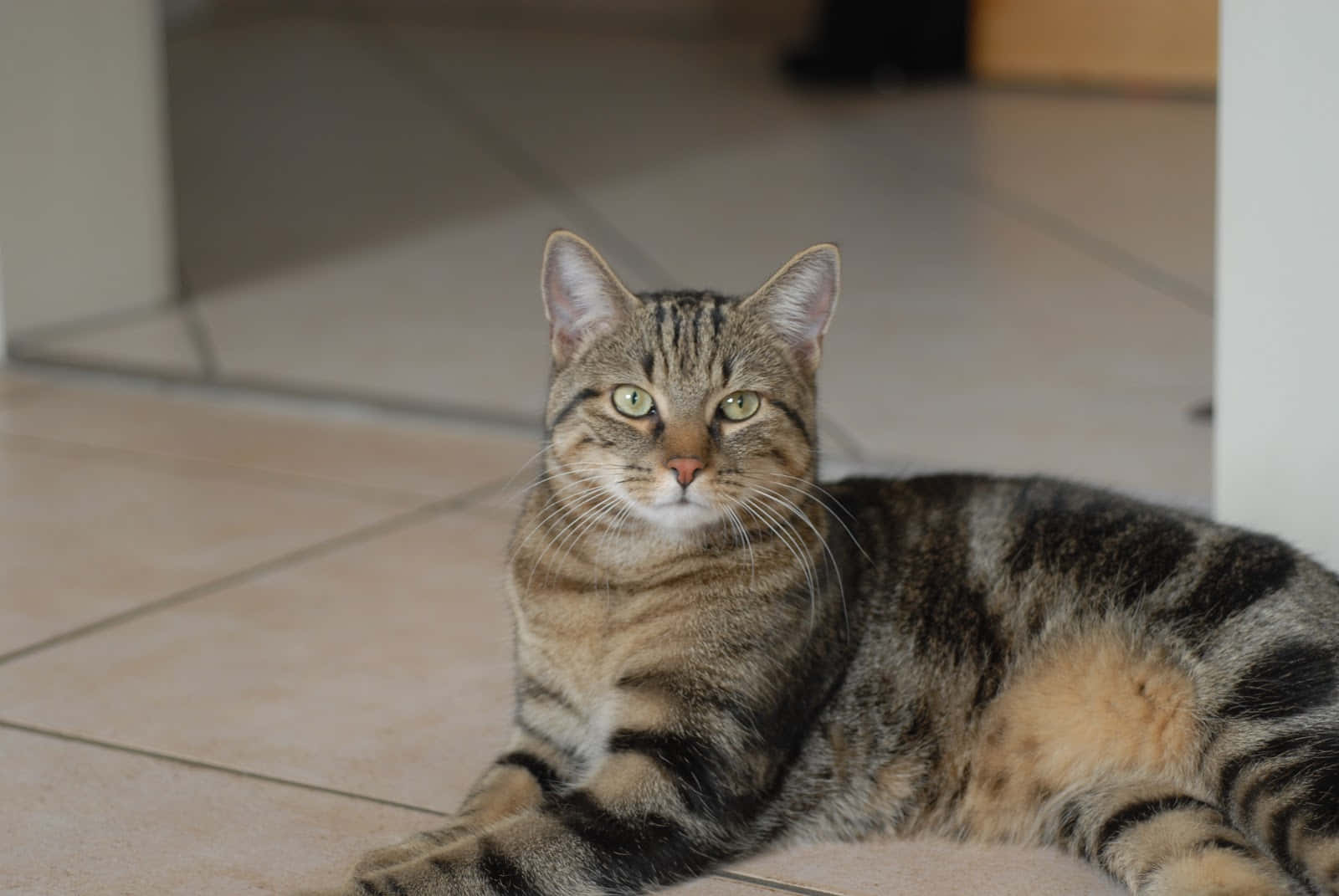 Brazilian Shorthair 桌布 壁紙 — 一隻擁有綠色眼睛的虎斑貓在室內磁磚地板上平靜地休息，直視鏡頭。