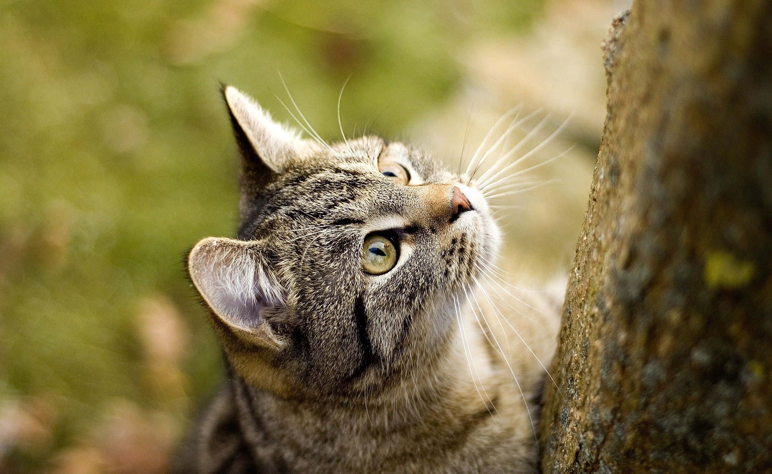Tabby Cat 桌布 壁紙 — 一隻擁有綠色眼睛的虎斑貓在陽光普照的戶外環境中，抬頭仰望樹幹旁邊。
