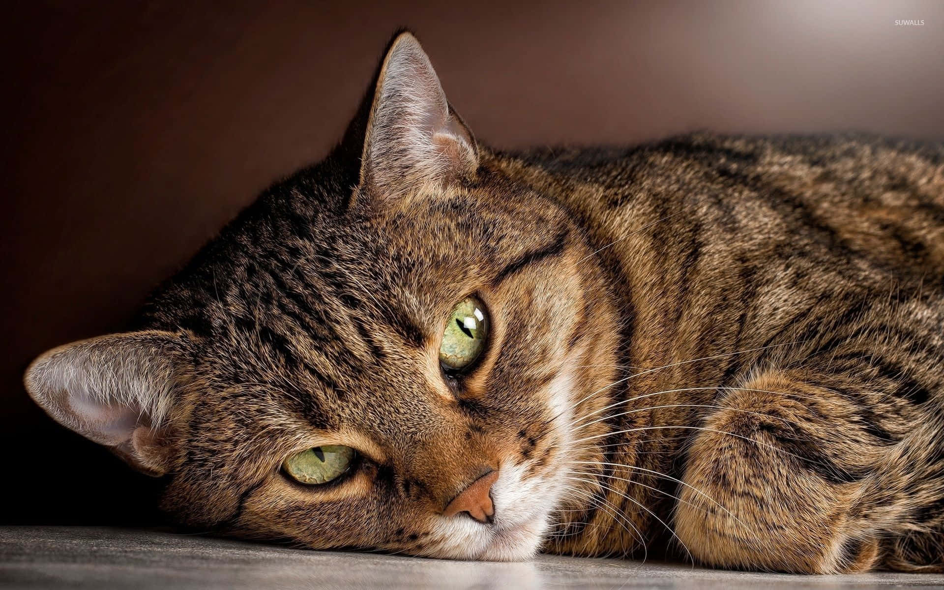 Tabby Cat 桌布 壁紙 — 一隻擁有綠色眼睛的虎斑貓將頭靠在表面上，平靜地凝視，柔和的光線突顯其毛髮質感。