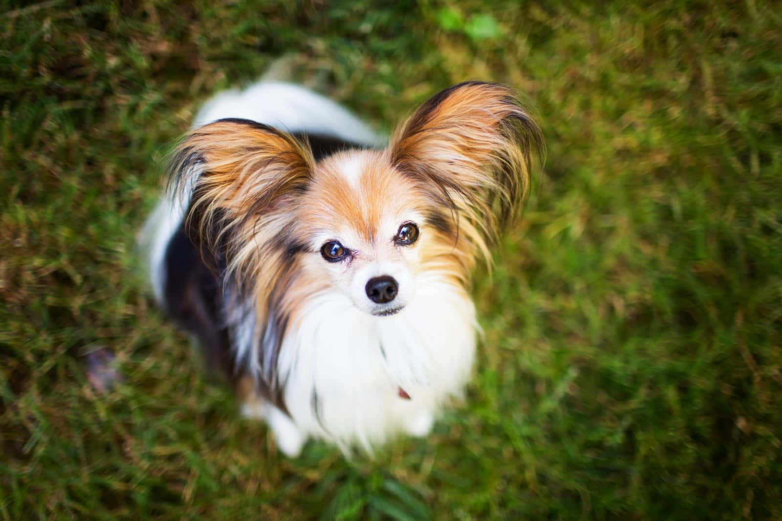 動物 桌布 壁紙 — 一隻擁有蓬鬆大耳朵的蝴蝶犬在柔和自然光下從草地上仰望。