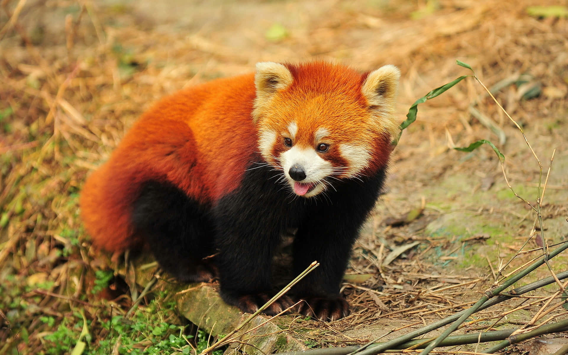 Cute Red 桌布 壁紙 — 一隻擁有蓬鬆橙色毛皮和黑色四肢的小熊貓，警覺地站在一塊長滿苔蘚的石頭上，周圍是乾草和竹莖。