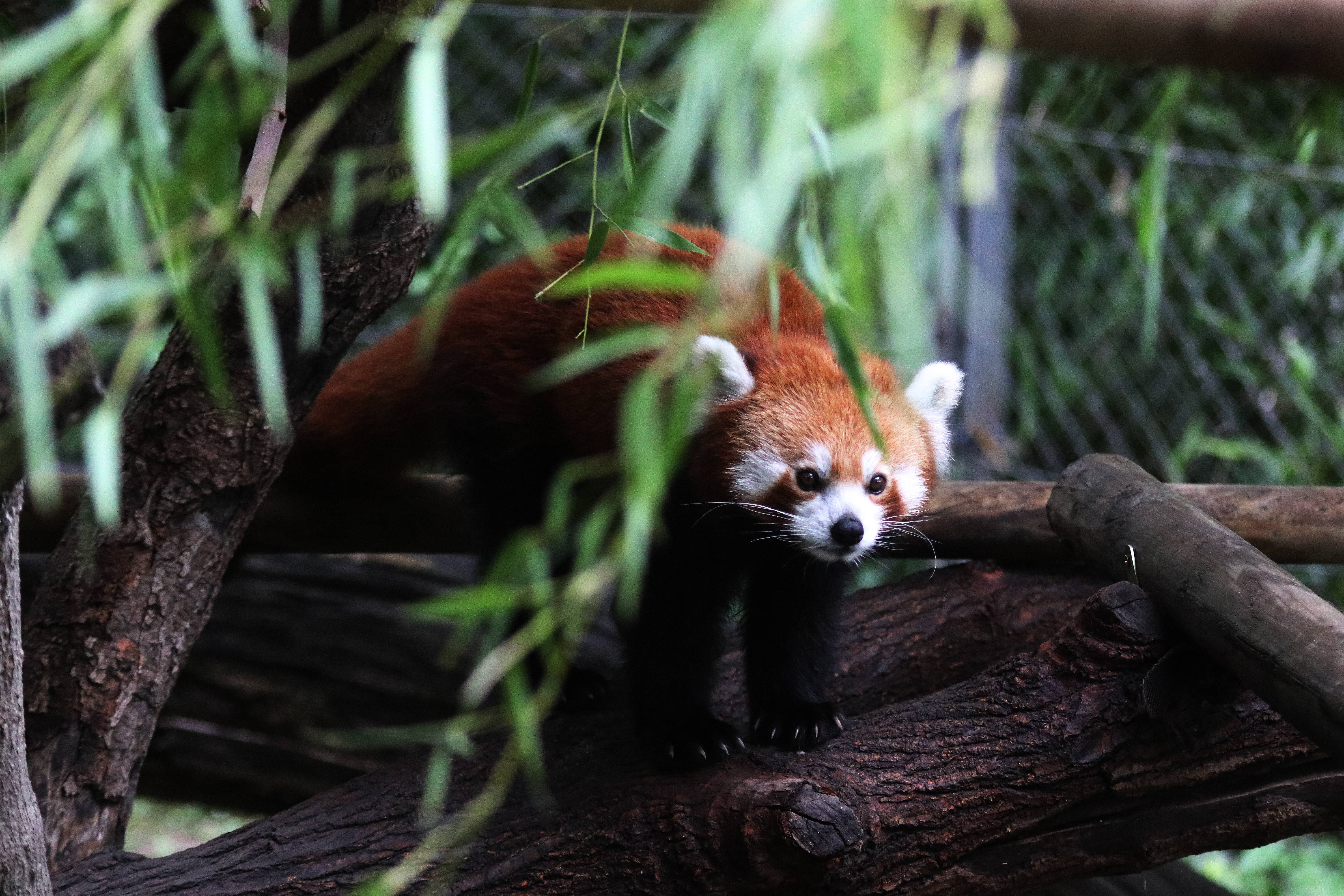 Red Panda 桌布 壁紙 — 一隻擁有蓬鬆橙色毛髮和白色臉龐的小熊貓，從樹枝上的綠色柳枝後面好奇地探出頭來。