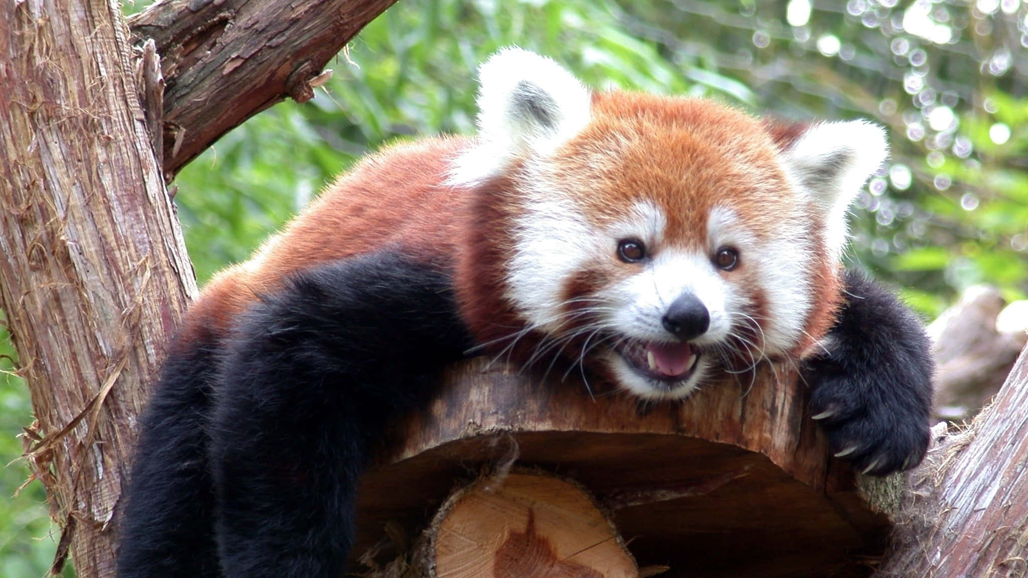 Red Panda 桌布 壁紙 — 一隻擁有蓬鬆橙色毛髮和黑色四肢的小熊貓，在茂密的綠色森林中頑皮地棲息在樹樁上。
