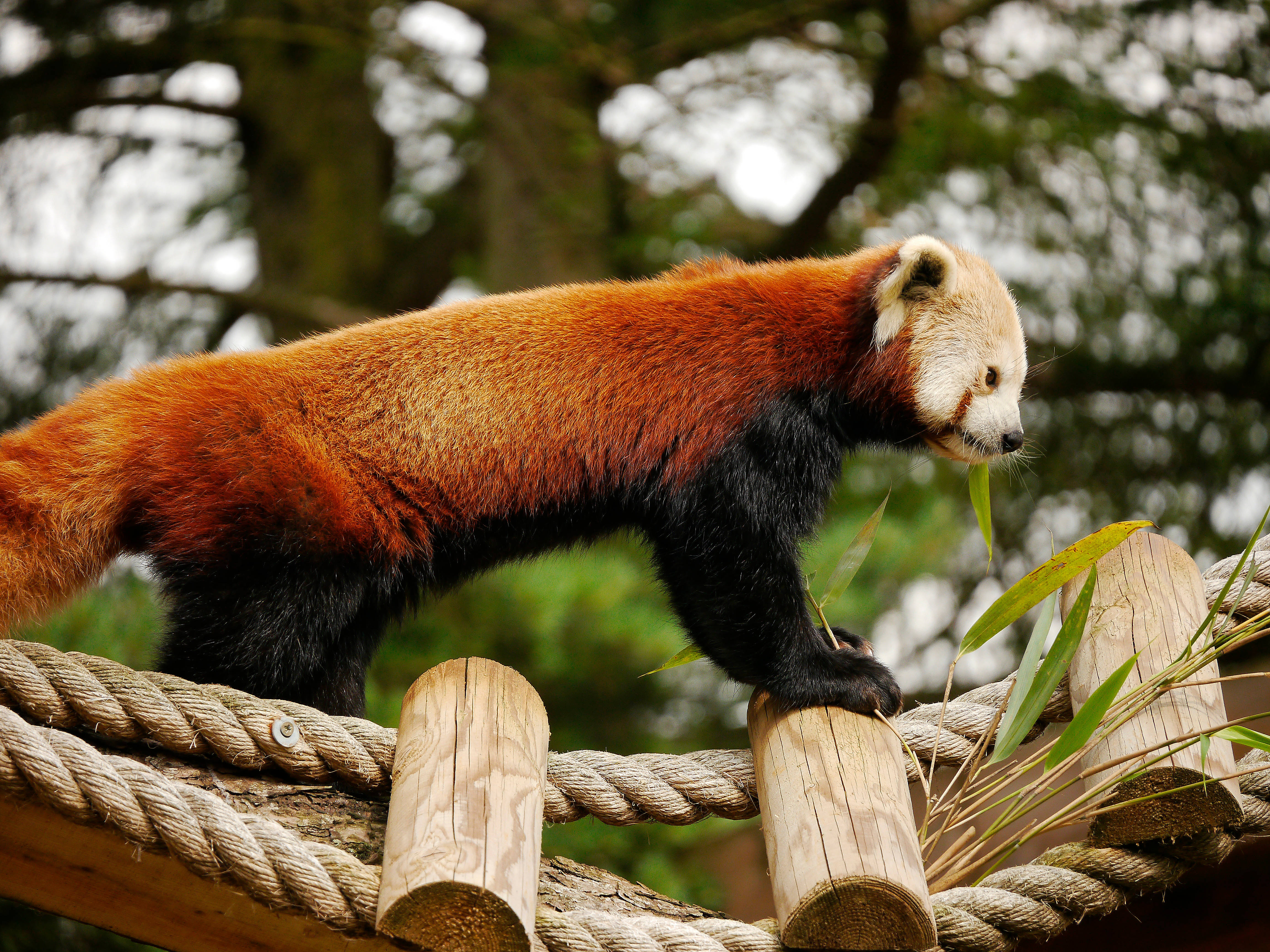 Red Panda 桌布 壁紙 — 一隻擁有蓬鬆橙色毛髮和黑色四肢的小熊貓，優雅地走在繩橋上，啃食竹葉。