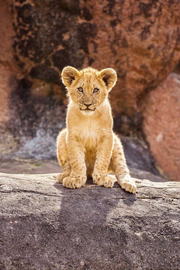 Baby Lion 桌布 壁紙 — 一隻擁有蓬鬆金色毛髮的年輕獅子幼崽警覺地坐在崎嶇的岩石上，在暖色調的巨石背景下向前凝視。