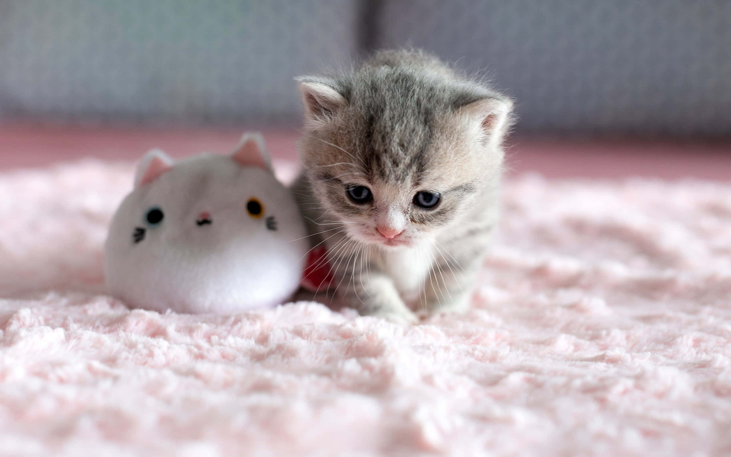 Kitten Cat 桌布 壁紙 — 一隻擁有藍色大眼睛的小灰色虎斑貓咪，坐在柔軟的粉紅色紋理毛毯上，旁邊放著一個白色的毛絨貓玩具。