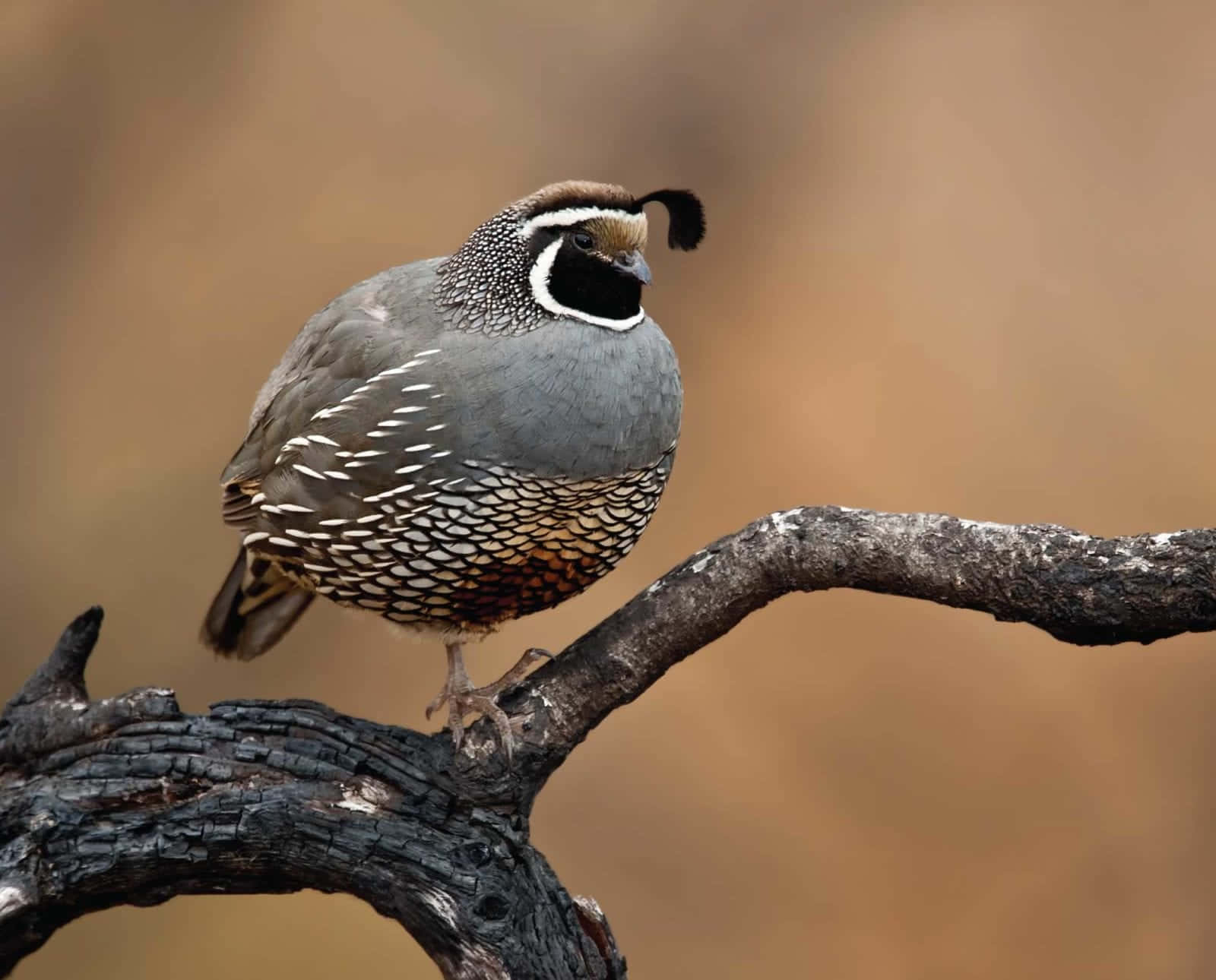 Quail 桌布 壁紙 — 一隻擁有複雜斑點羽毛的鵪鶉警覺地棲息在風化燒焦的樹枝上，背景是柔和的棕色。