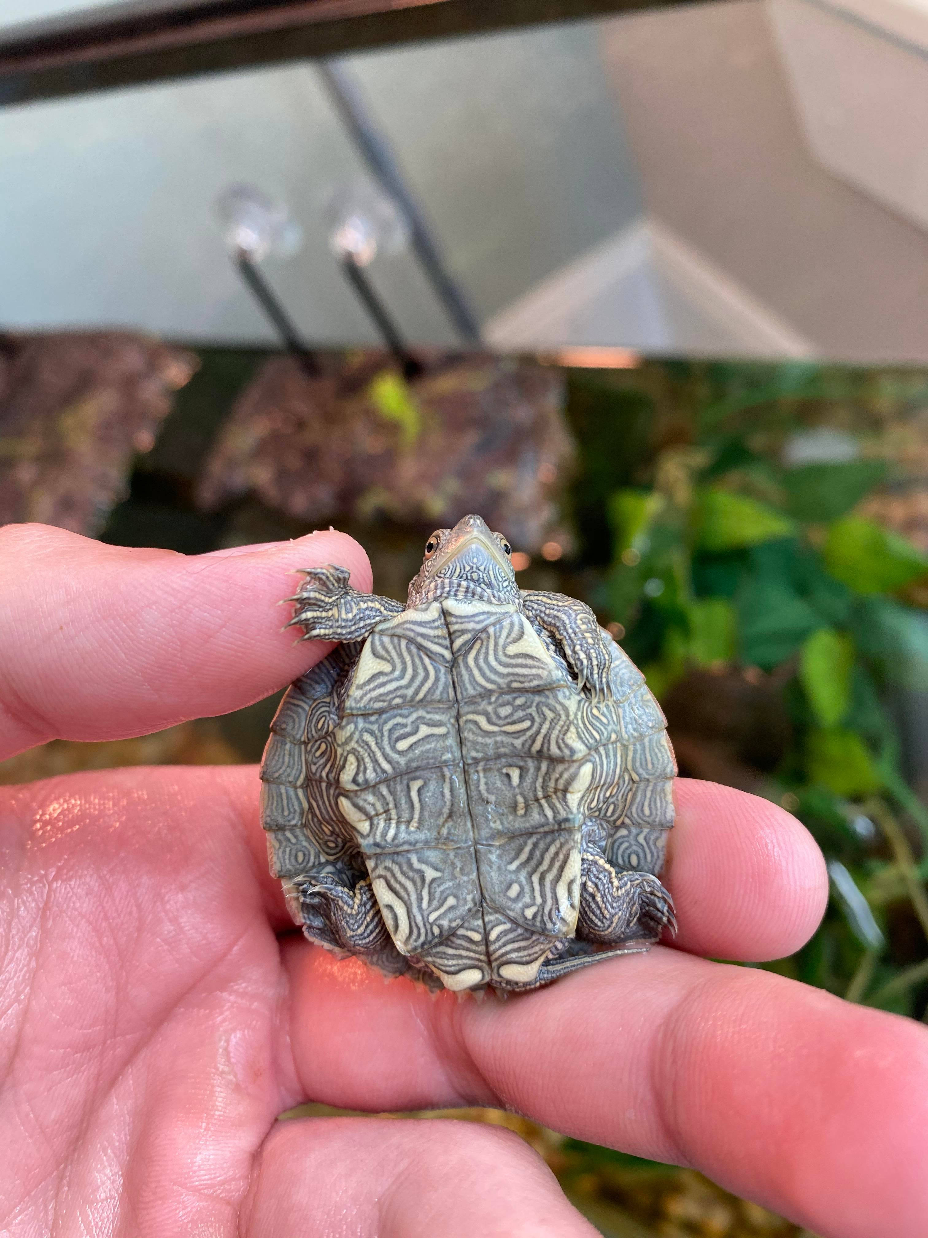 reptiles 桌布 壁紙 — 一隻擁有複雜龜殼圖案的小烏龜，在模糊的水族館背景下，輕輕地躺在一個人張開的手掌中。