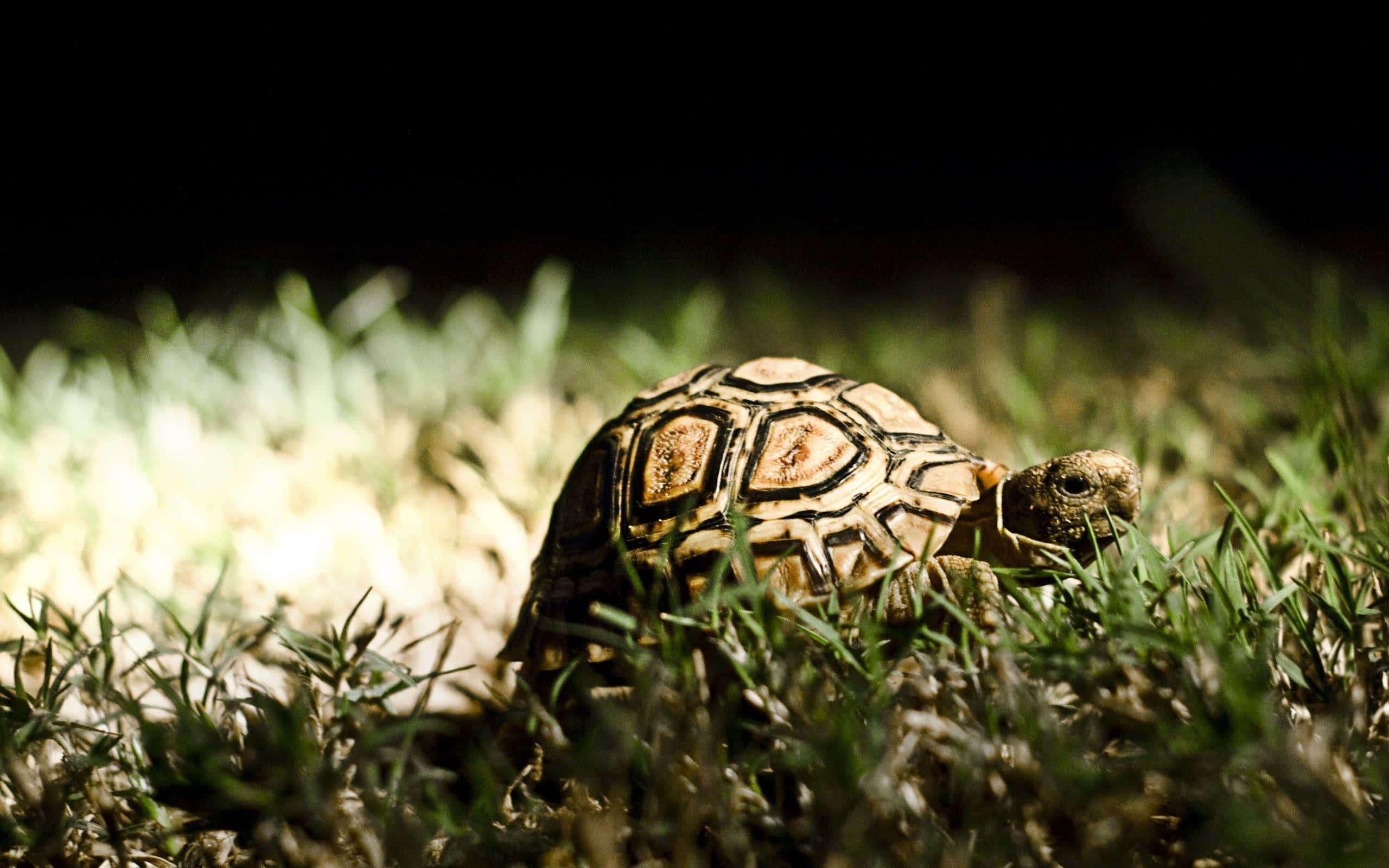 tortoise 桌布 壁紙 — 一隻擁有複雜龜殼圖案的豹紋陸龜在漆黑的夜空下，緩慢地穿過陽光照耀的草地。