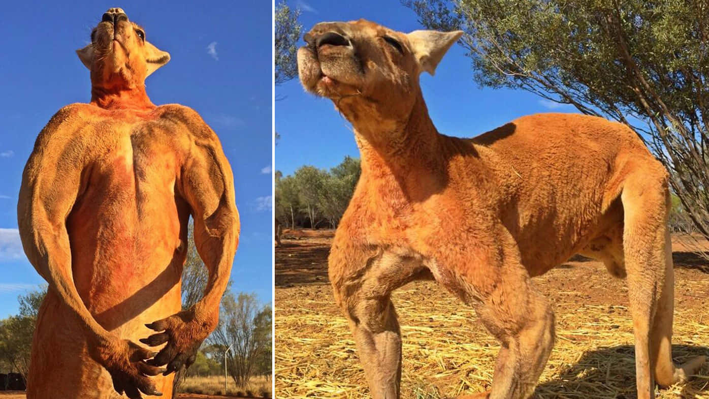 Kangaroo 桌布 壁紙 — 一隻擁有誇張肌肉、似人類體格的袋鼠，在晴朗藍天下的乾燥澳洲內陸站立著。