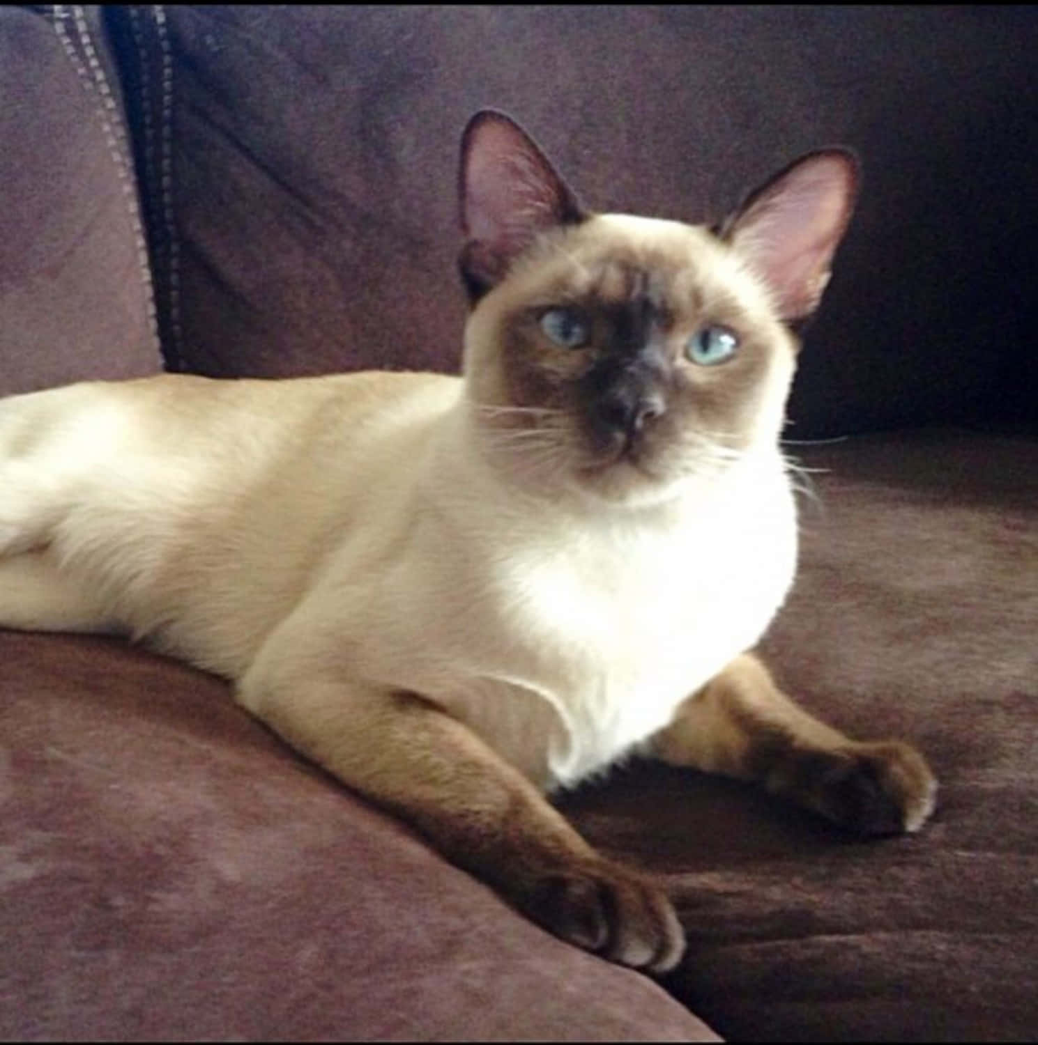Tonkinese 桌布 壁紙 — 一隻擁有迷人藍眼睛的暹羅貓，威風凜凜地躺在豪華的棕色沙發上，直視鏡頭。