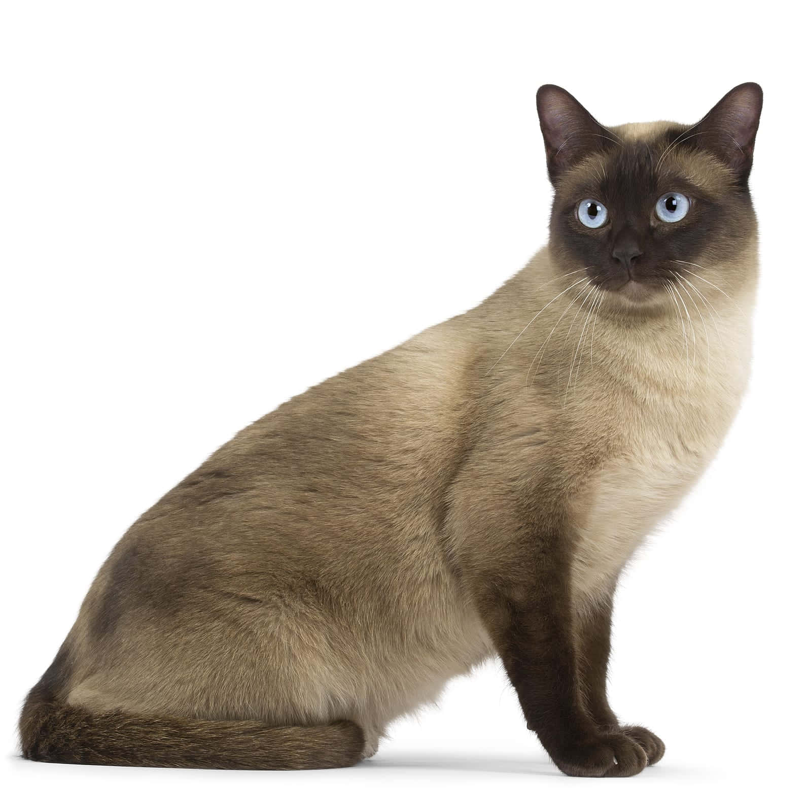 Tonkinese 桌布 壁紙 — 一隻擁有迷人藍眼睛的苗條暹羅貓，在純白背景前優雅地坐著。