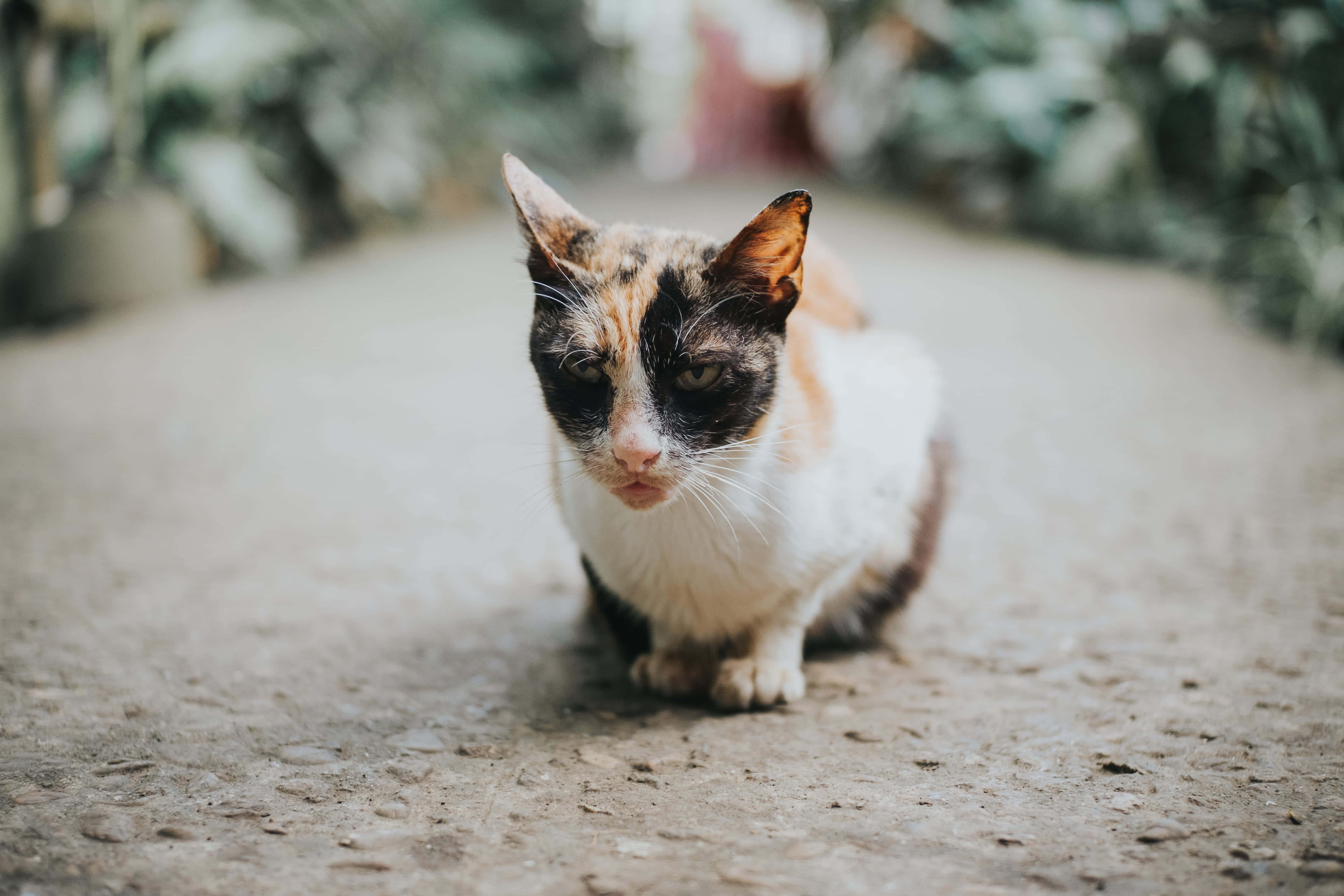 Grumpy Cat 桌布 壁紙 — 一隻擁有醒目斑紋的三色貓警覺地坐在被模糊綠意包圍的碎石路上。