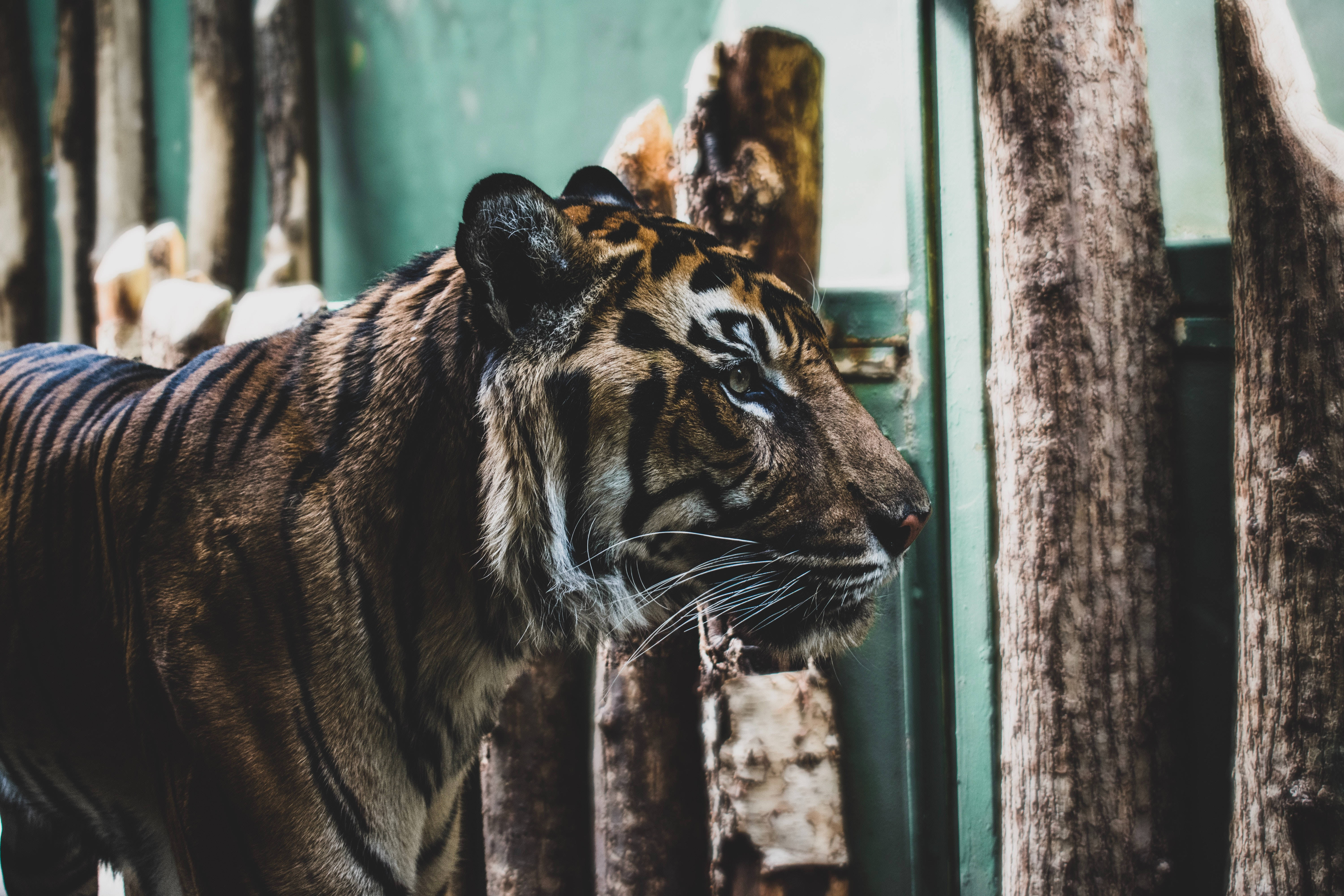 tigers 桌布 壁紙 — 一隻擁有醒目條紋的雄偉老虎，透過沐浴在柔和自然光線中的木製圍欄凝視著。