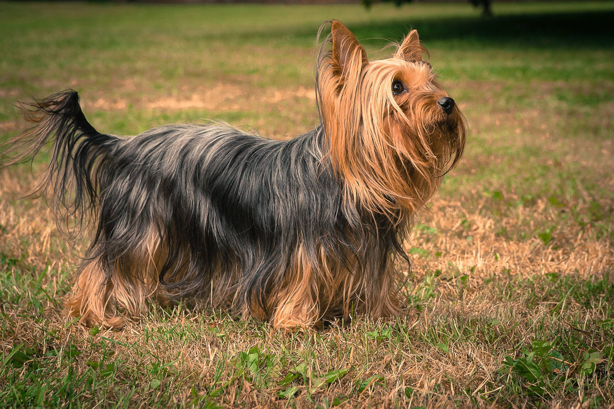 Terrier 桌布 壁紙 — 一隻擁有金色和灰色長毛的絲毛梗在明亮的陽光下警覺地站在乾草上。