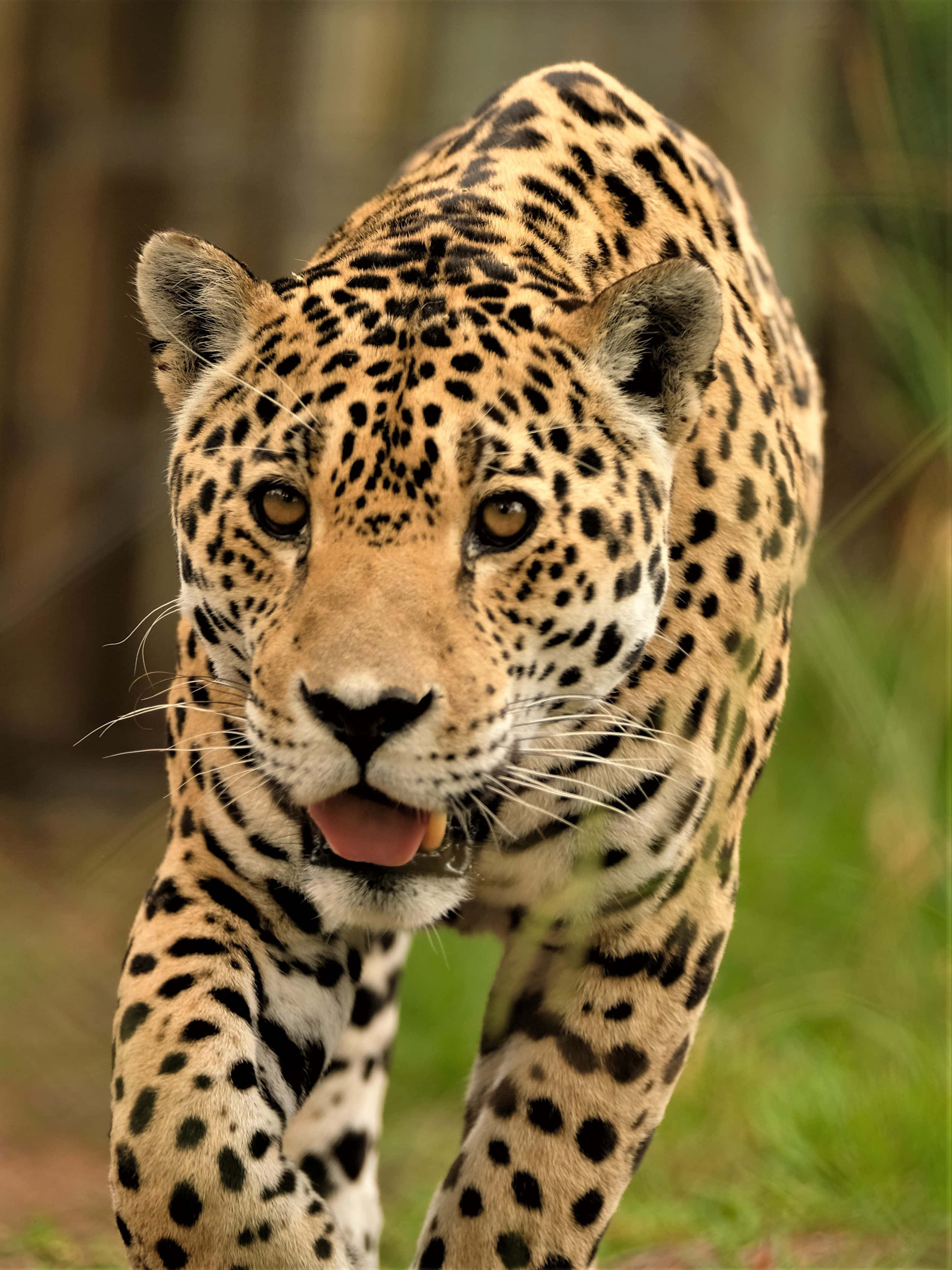 Jaguar 桌布 壁紙 — 一隻擁有金色皮毛和黑色玫瑰斑紋的雄偉美洲虎，在茂密的綠色叢林中潛行的特寫。