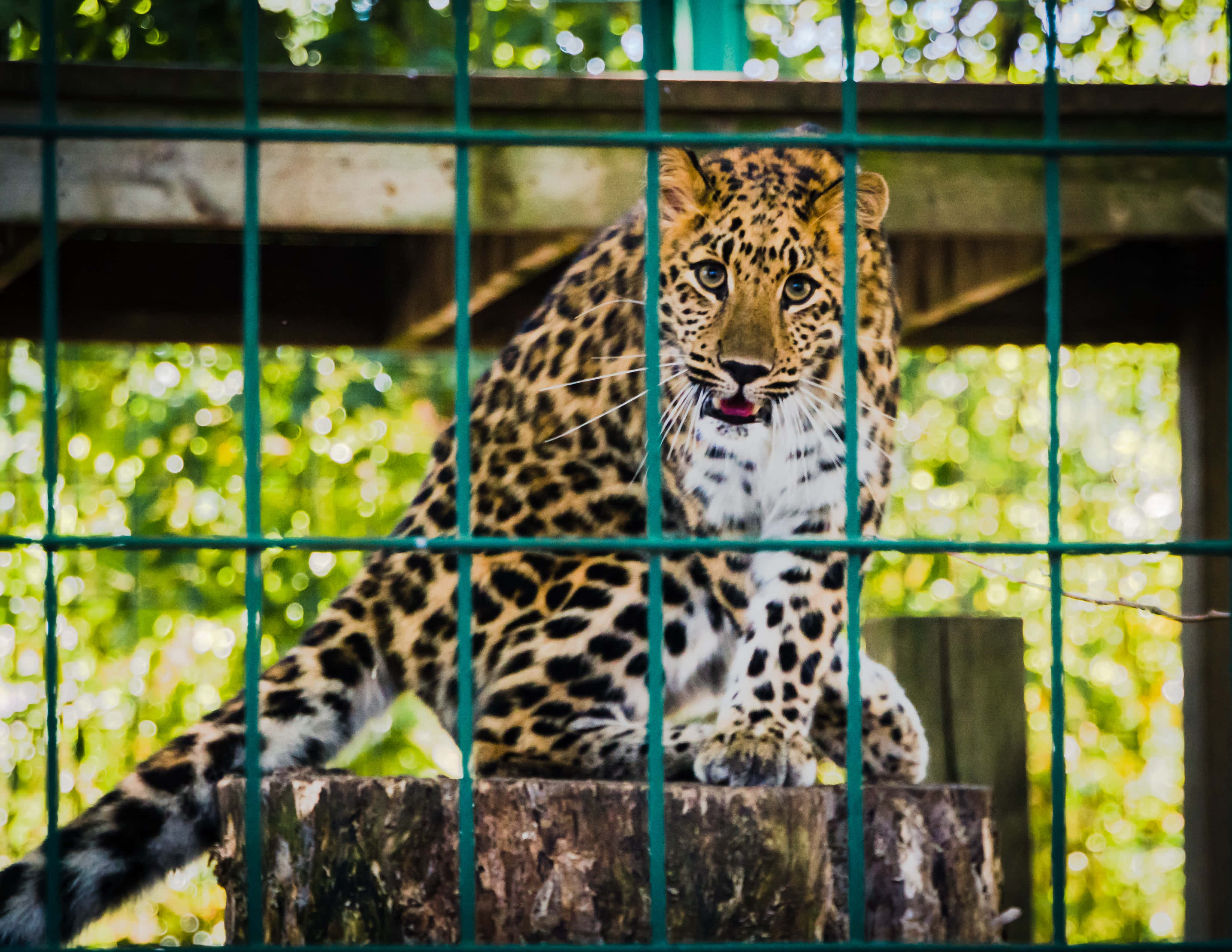 Leopard 桌布 壁紙 — 一隻擁有金色皮毛和黑色玫瑰斑點的花豹警覺地坐在綠色欄杆後的木頭上，透過圍欄用明亮的眼睛專注地凝視。
