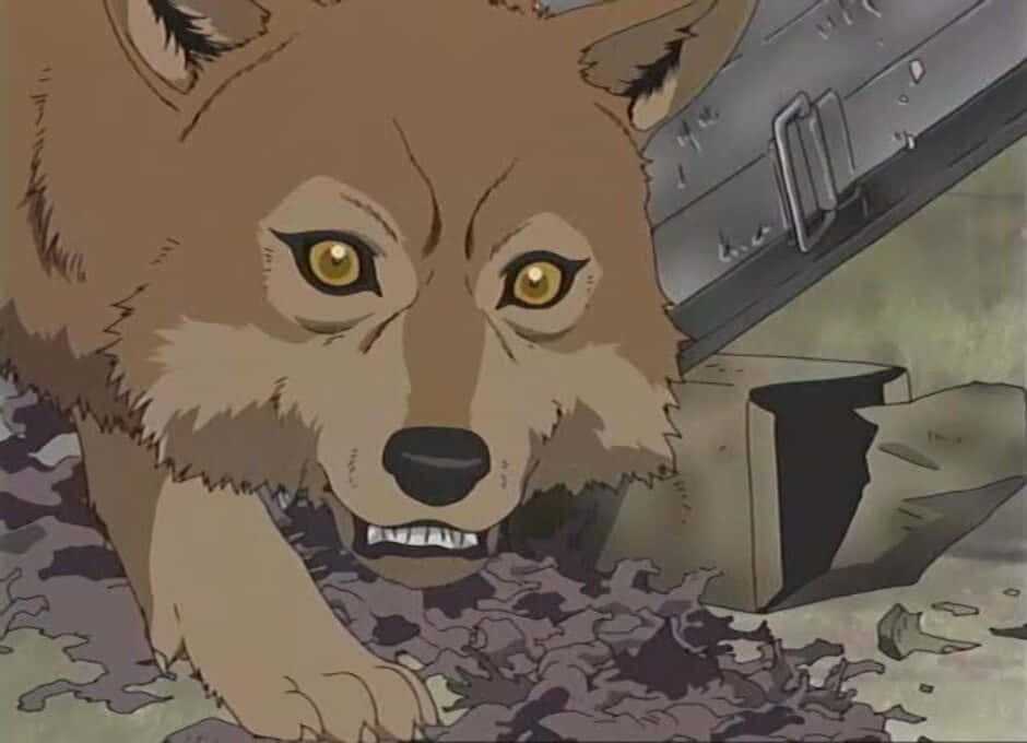 Wolf's Rain Toboe 桌布 壁紙 — 一隻擁有金色眼睛的兇猛動漫狼在粗糙的城市環境中從瓦礫後面咆哮。