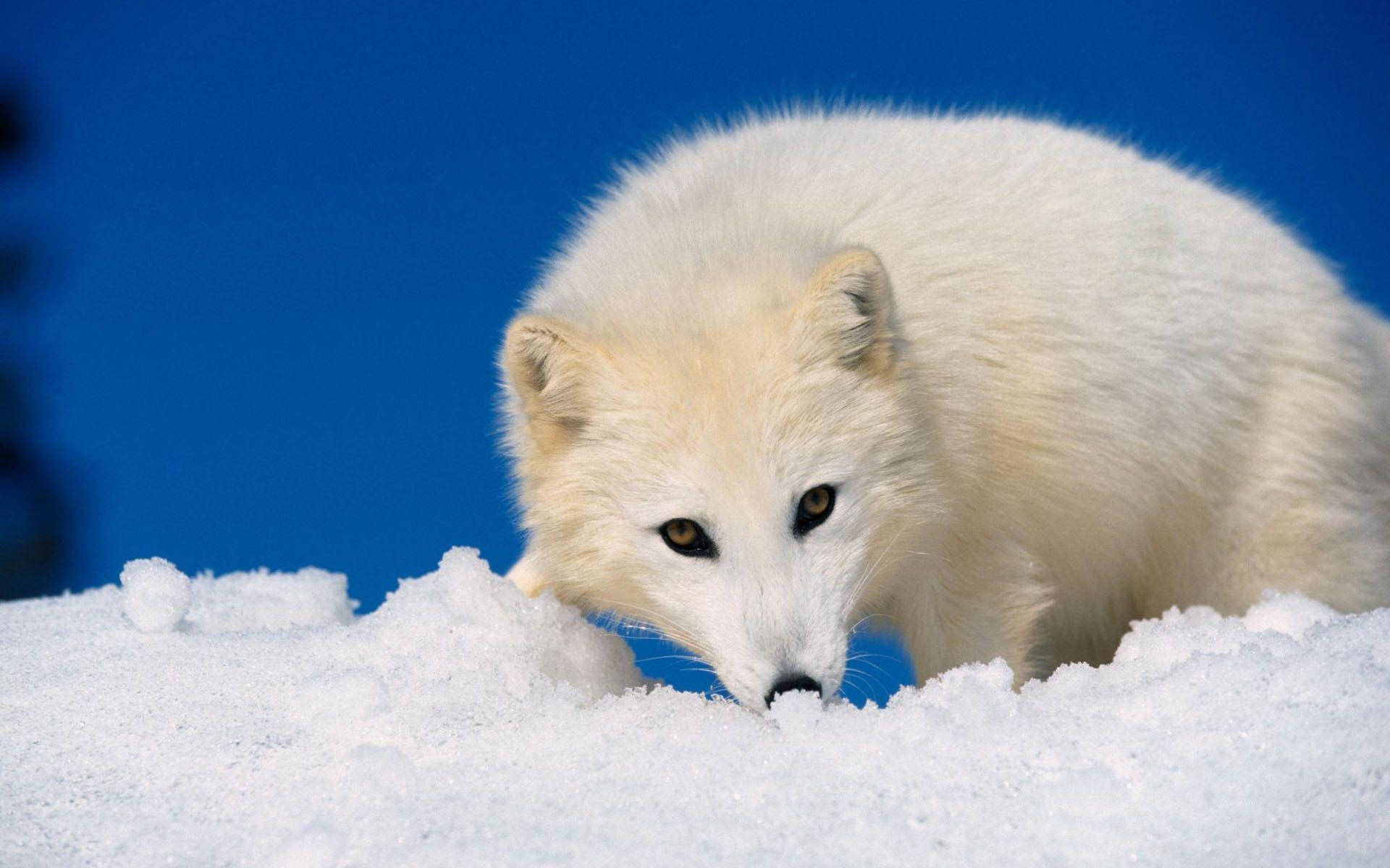 White Fox 桌布 壁紙 — 一隻擁有金色眼睛的白色北極狐，在雪堆上專注地凝視著鮮豔的藍天。