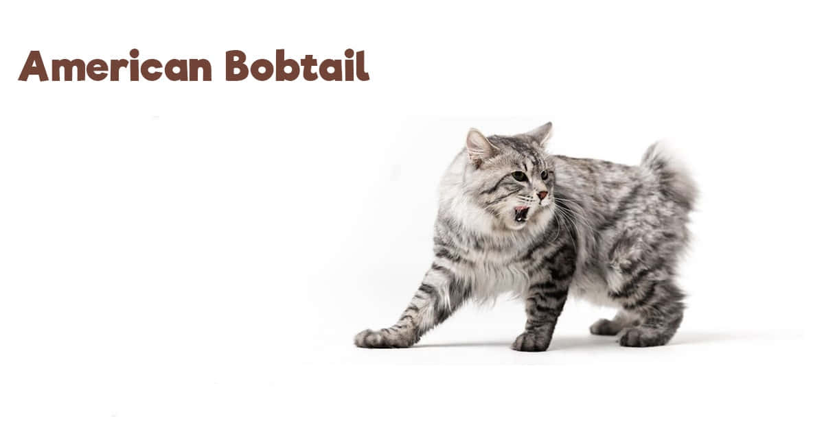 American Bobtail 桌布 壁紙 — 一隻擁有銀色虎斑毛皮和短尾巴的美國短尾貓，在純白背景下警覺地站立。