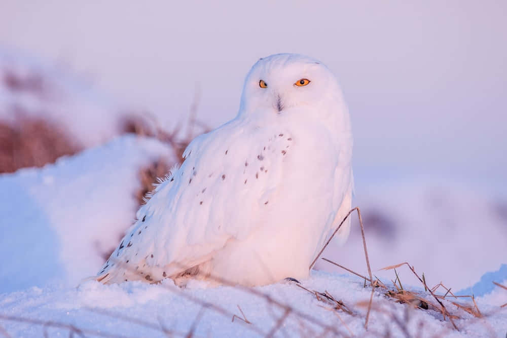 Snowy Owl 桌布 壁紙 — 一隻擁有銳利橙色眼睛的雪鴞，在柔和暮光下平靜地棲息在雪堆上。