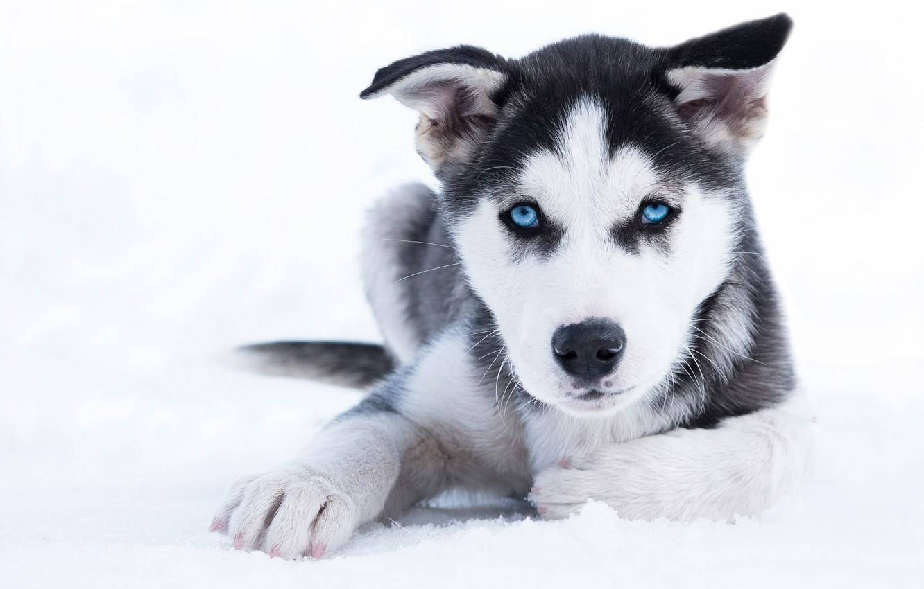 雪 桌布 壁紙 — 一隻擁有銳利藍眼睛的年輕哈士奇幼犬，平靜地躺在雪地裡，直視鏡頭。