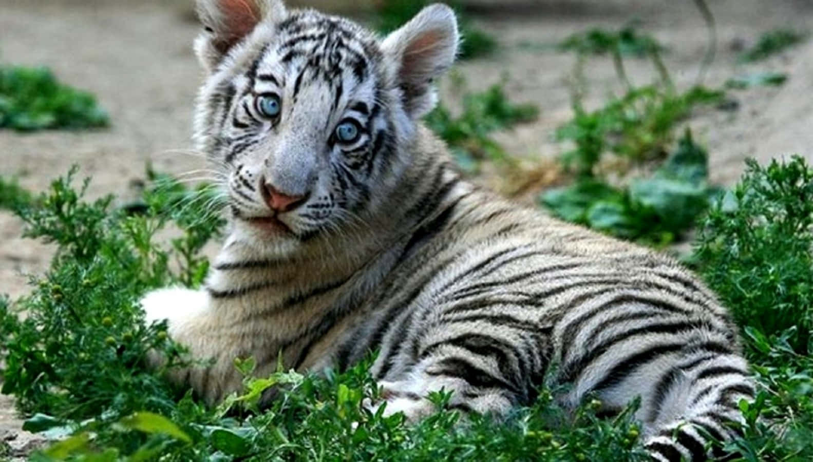 Cute Tiger 桌布 壁紙 — 一隻擁有銳利藍眼睛的年輕白虎幼崽在沙地上的茂密綠葉中休息。