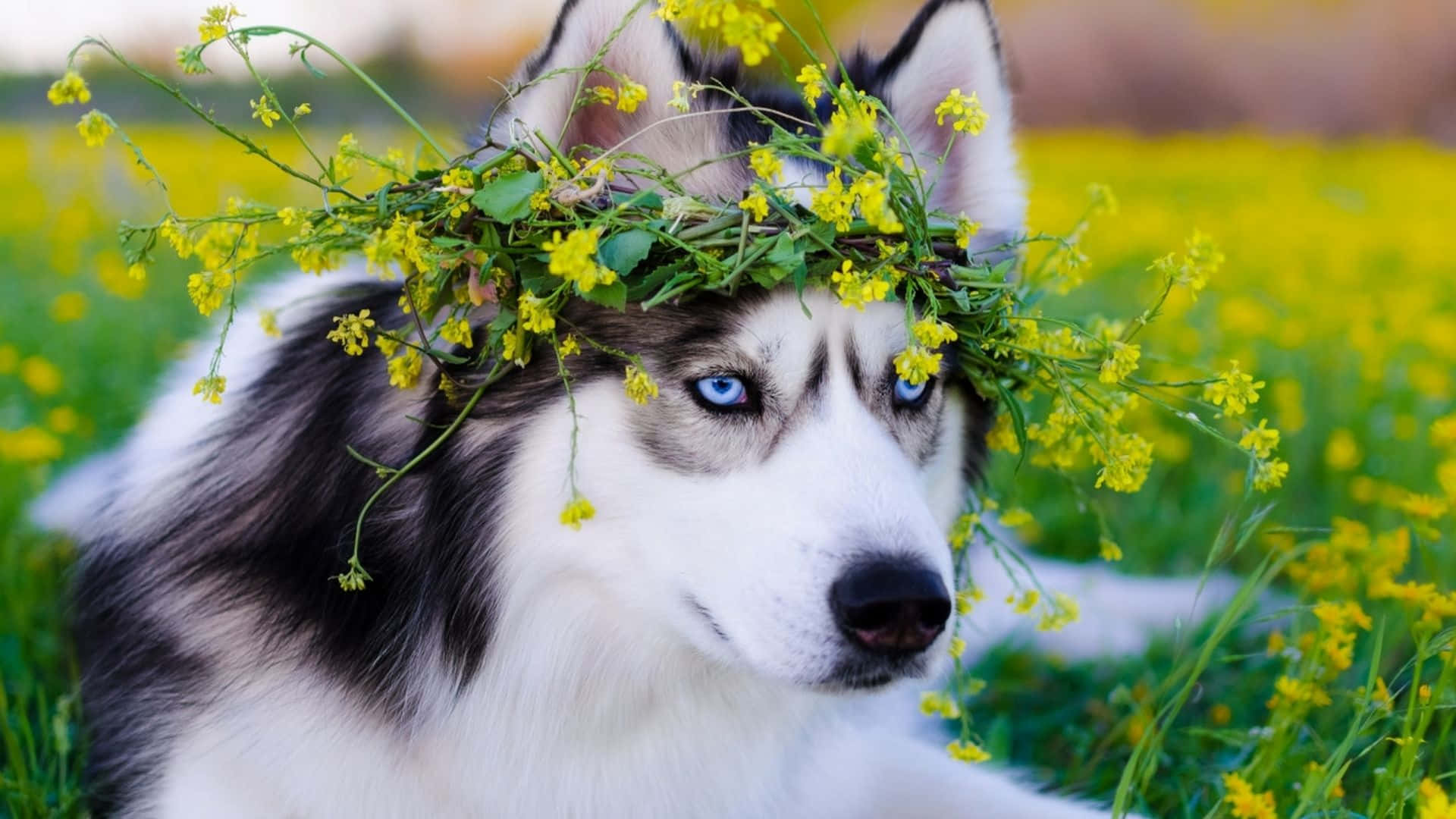 自然 桌布 壁紙 — 一隻擁有銳利藍眼睛的西伯利亞雪橇犬，戴著黃色野花編成的花冠，在陽光明媚的草地上休息。