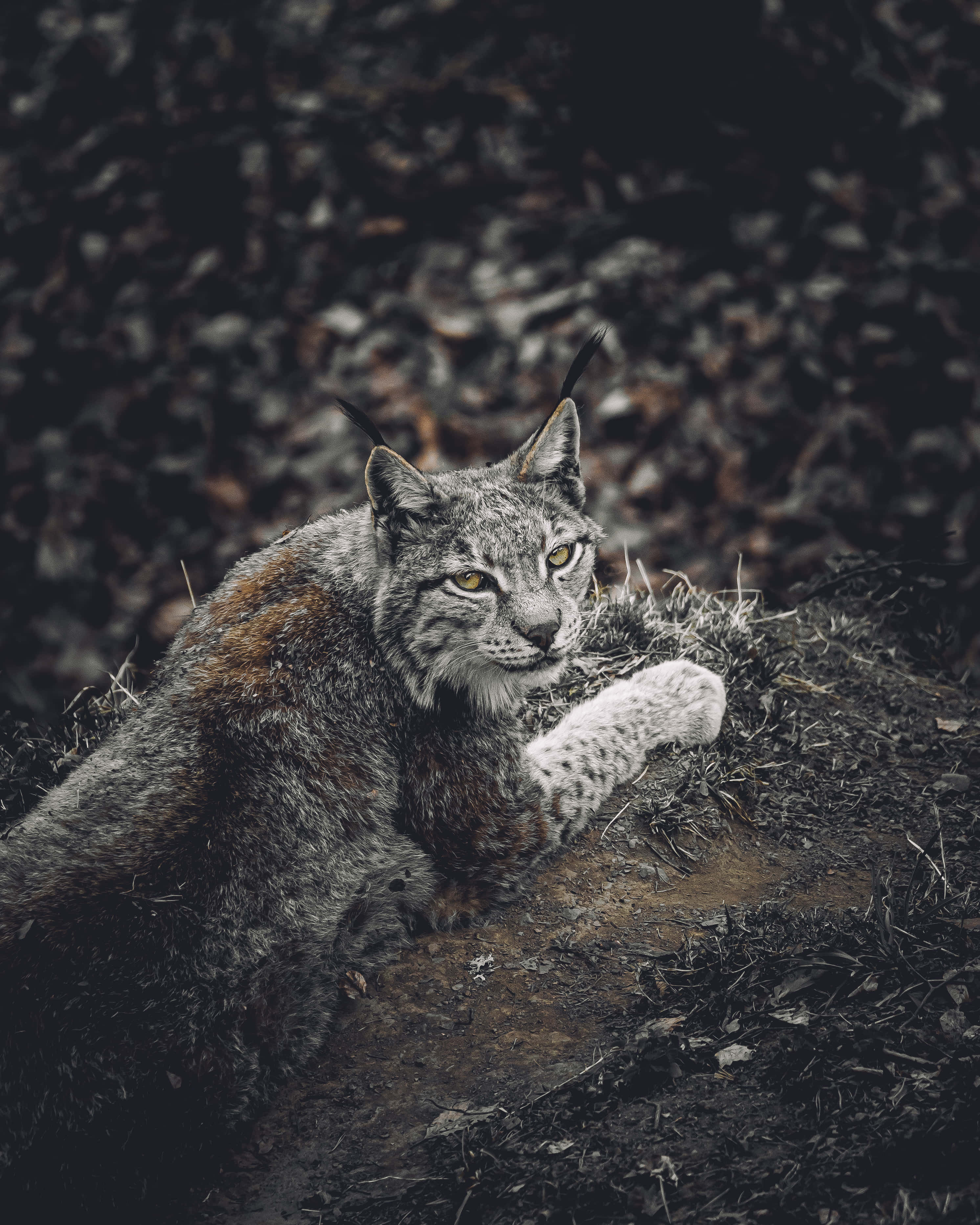 Bobcat 桌布 壁紙 — 一隻擁有銳利黃眼睛的猞猁，警覺地躺在陰暗森林中深色泥土和乾草堆上休息。