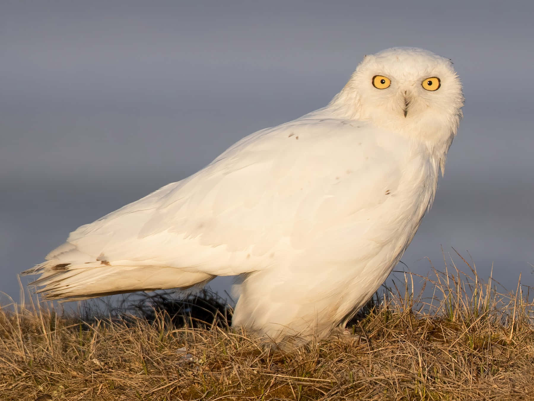 Snowy Owl 桌布 壁紙 — 一隻擁有銳利黃眼睛的雪鴞，警覺地棲息在乾草上，背景是暗淡的天空。