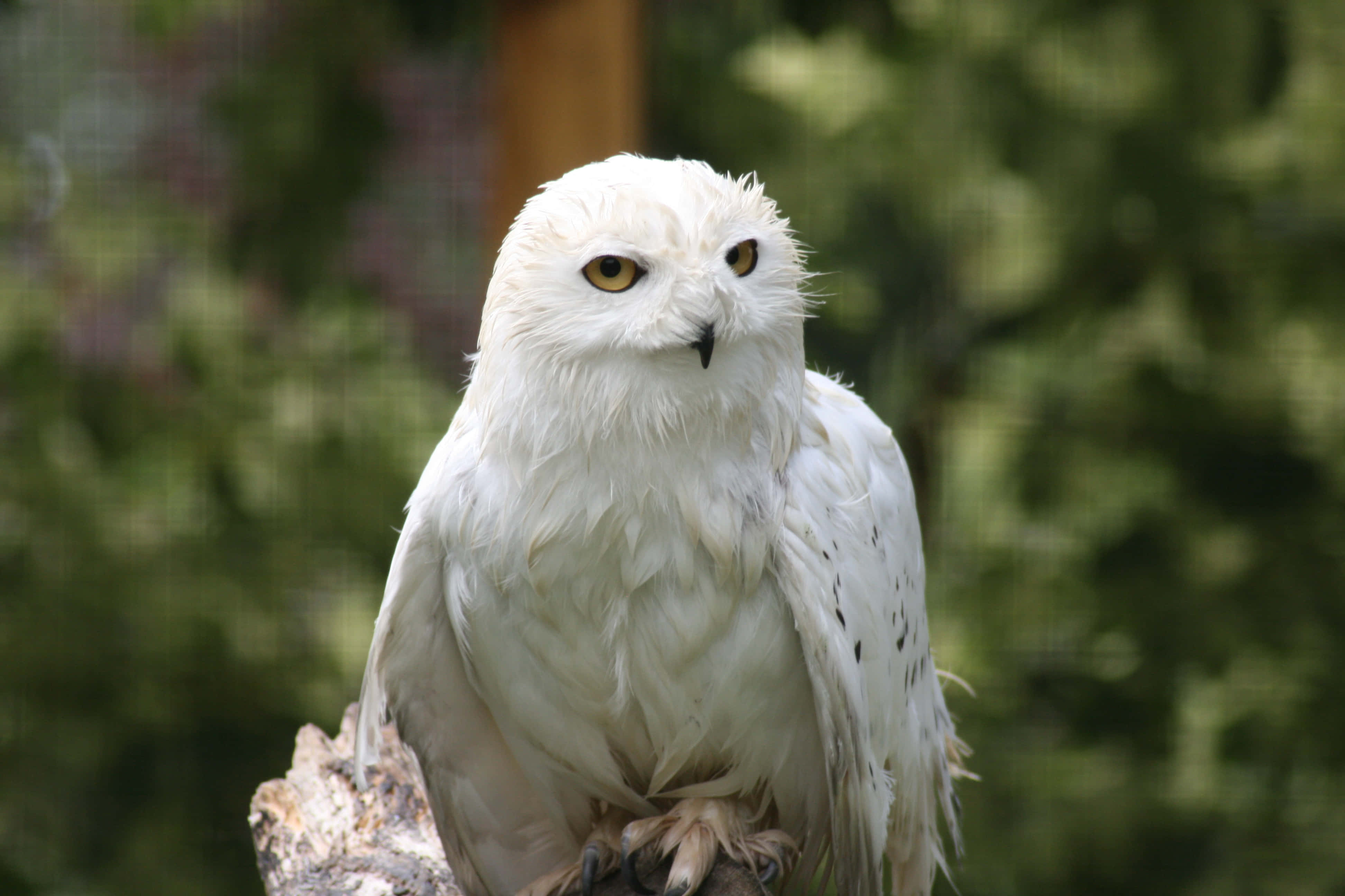 Snowy Owl 桌布 壁紙 — 一隻擁有銳利黃眼睛的雪鴞警覺地棲息在風化的樹枝上，背景是柔和的綠色森林。