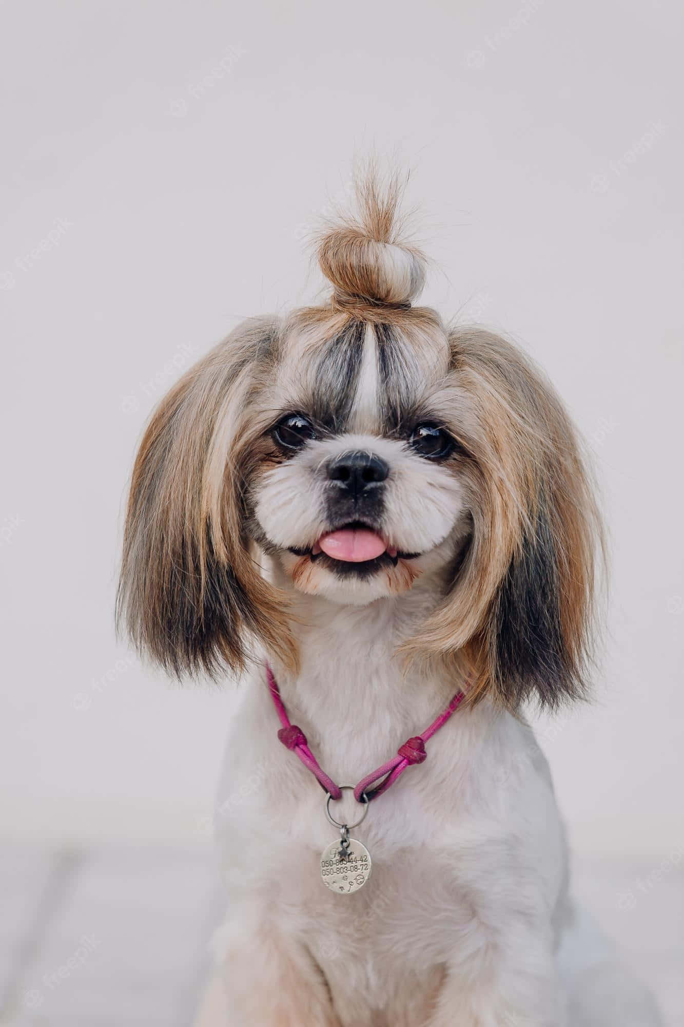 Funny Pet 桌布 壁紙 — 一隻擁有頂髻髮型和粉紅色項圈的西施犬，在純白色背景前開心地看著鏡頭。