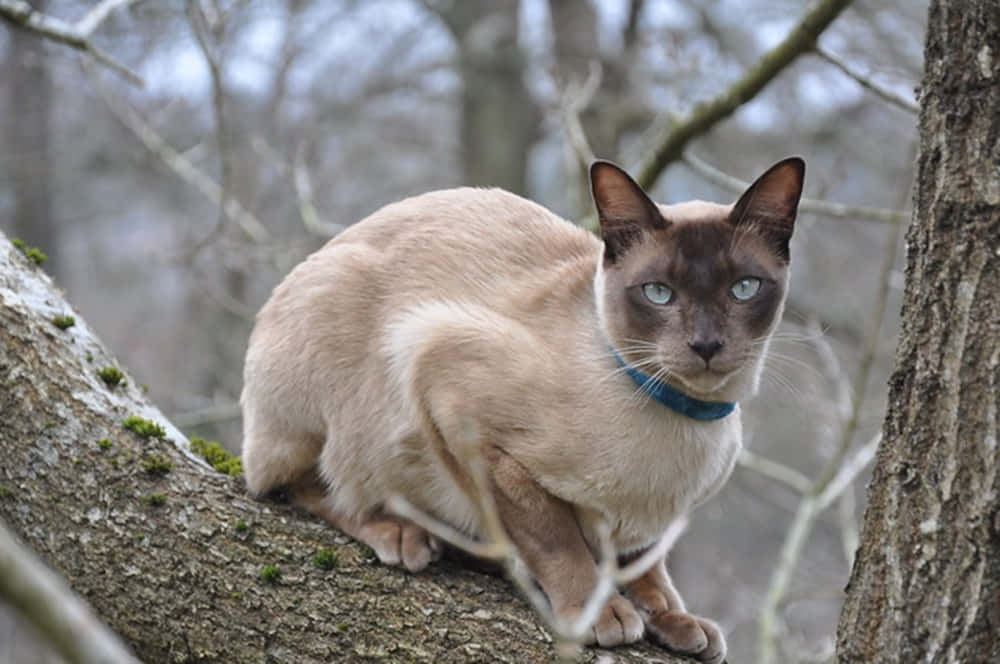 Tonkinese 桌布 壁紙 — 一隻擁有驚豔藍眼的暹羅貓警覺地棲息在冬季光禿禿森林中長滿苔蘚的樹枝上。