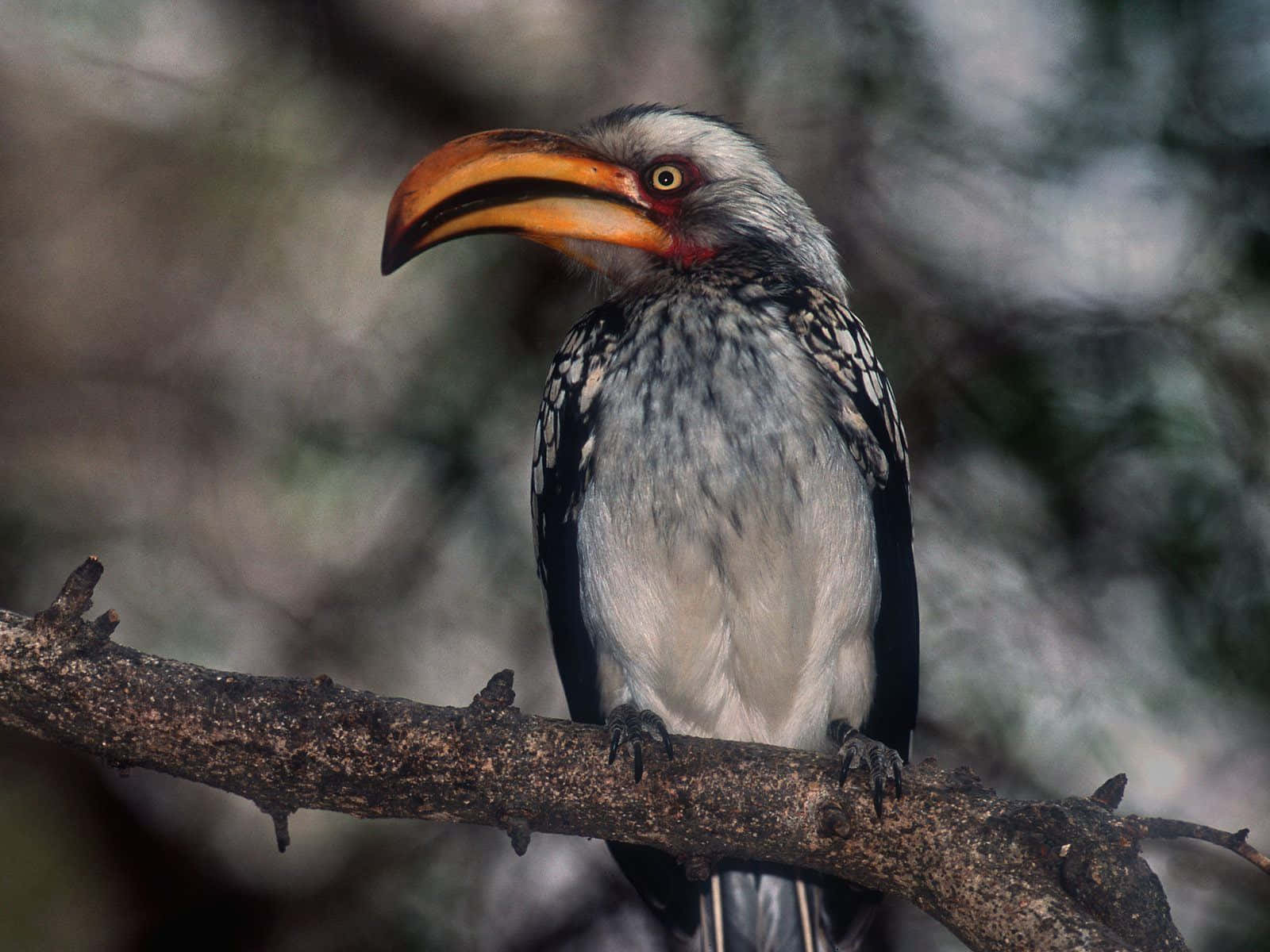 Beautiful Birds 桌布 壁紙 — 一隻擁有鮮橙色喙的犀鳥棲息在粗糙樹枝上的特寫，背景是模糊的森林。