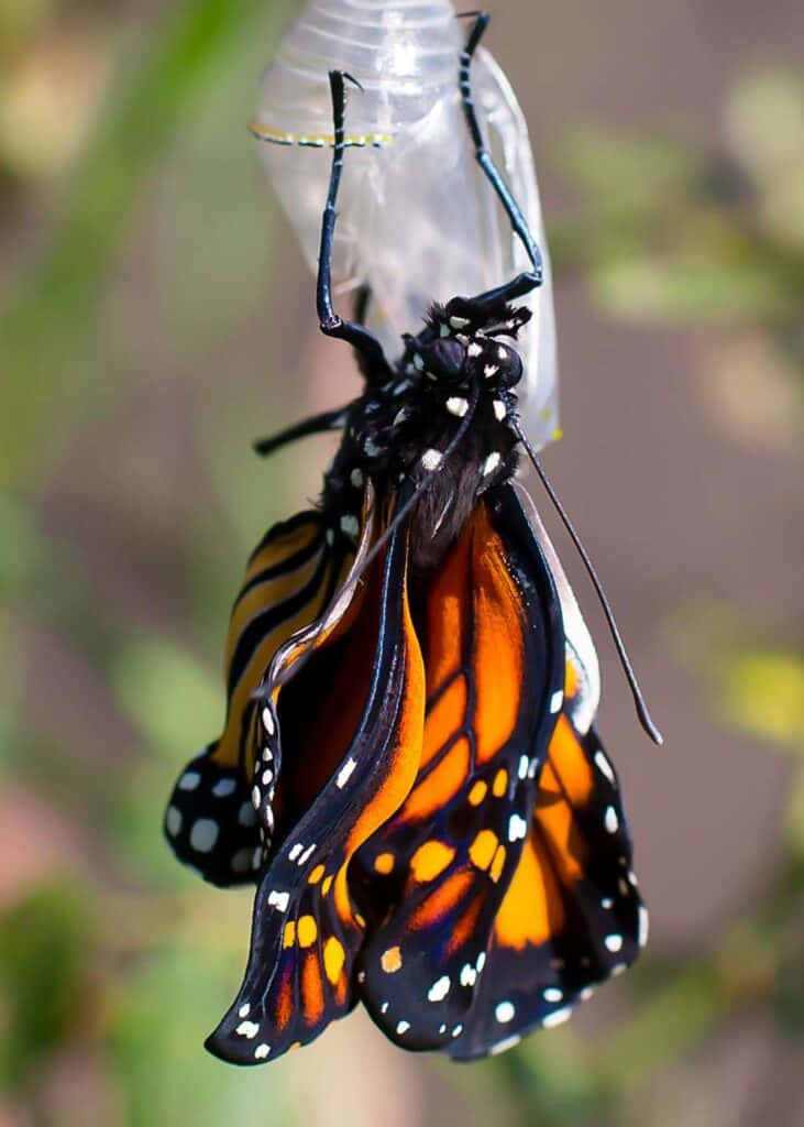 Butterfly Metamorphosis 桌布 壁紙 — 一隻擁有鮮豔橙色、黑色和白色翅膀的帝王蝶，緊貼在一個透明塑膠瓶上，背景是柔和模糊的綠色。