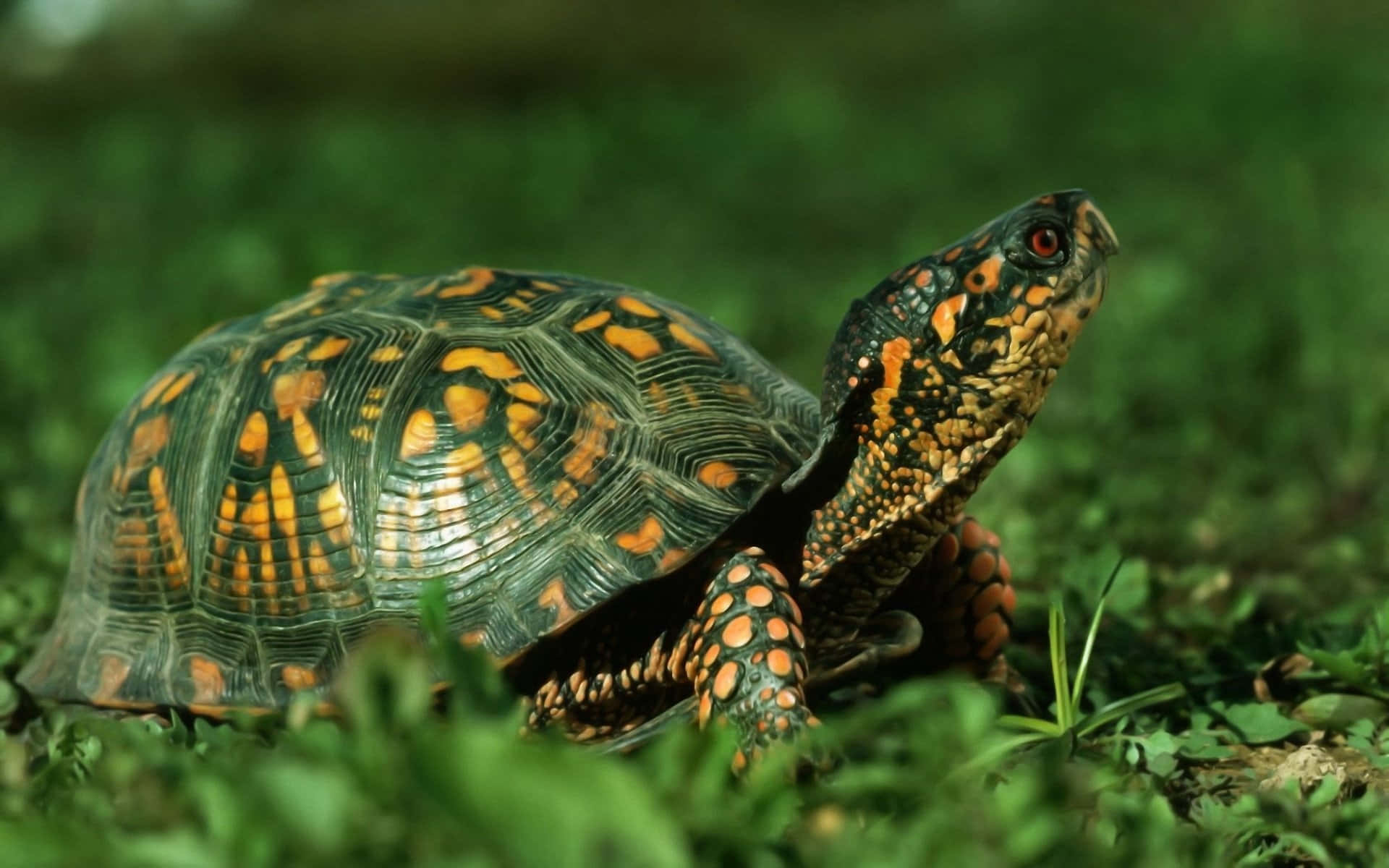Turtle 桌布 壁紙 — 一隻擁有鮮豔橙色和綠色龜殼的箱龜，在茂密的綠草中緩慢移動。