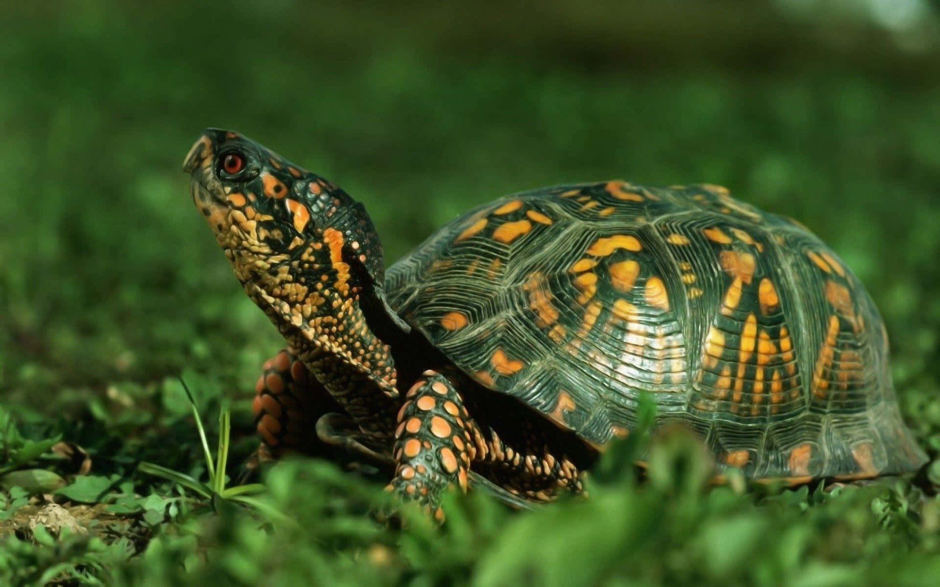 tortoise 桌布 壁紙 — 一隻擁有鮮豔橙色和黑色龜殼圖案的箱龜在自然光下休息於茂密的綠草中。