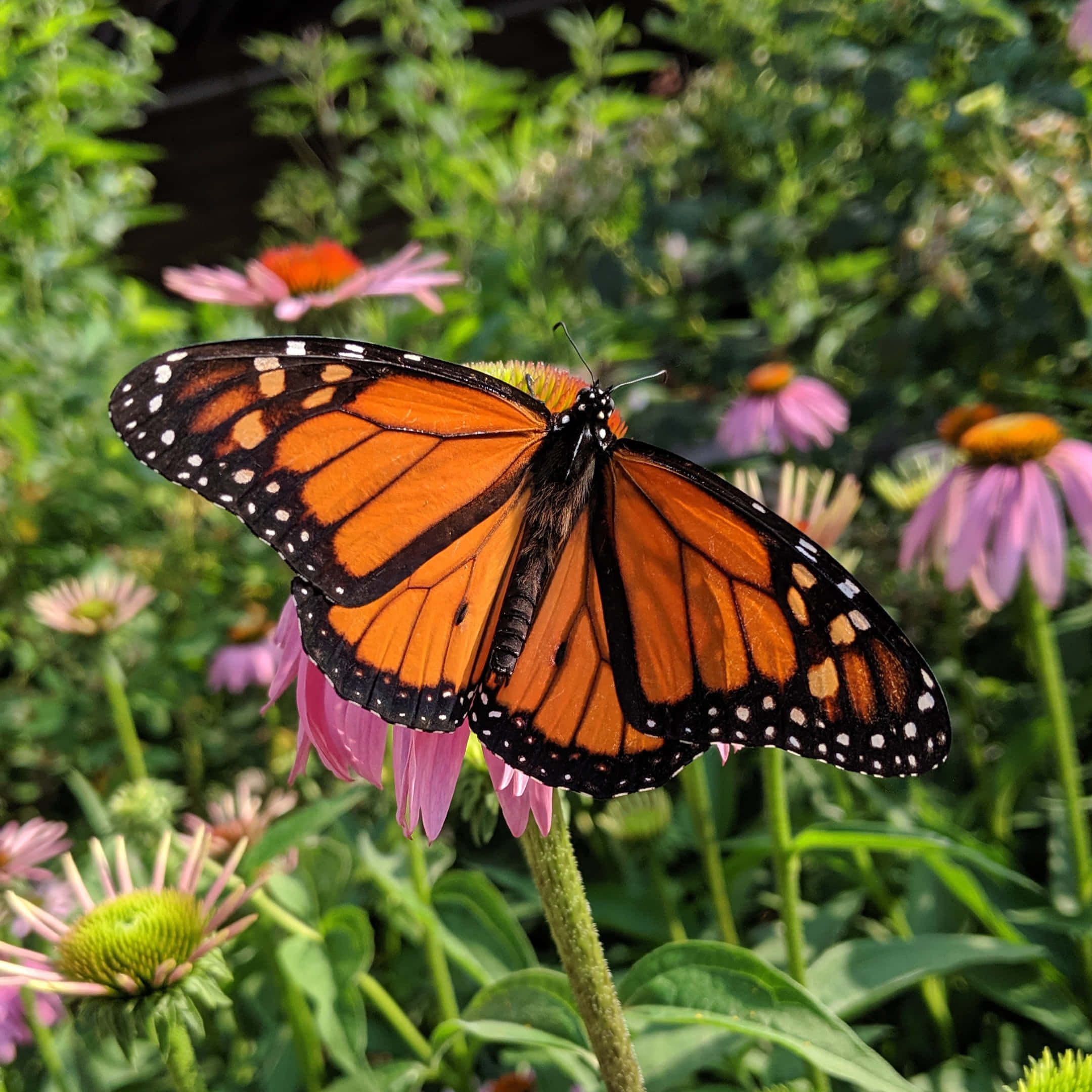 Butterfly Migration 桌布 壁紙 — 一隻擁有鮮豔橙色翅膀和黑色脈絡的帝王蝶，輕輕停在一朵粉紅色的紫錐花上，周圍是茂密的綠色葉子。