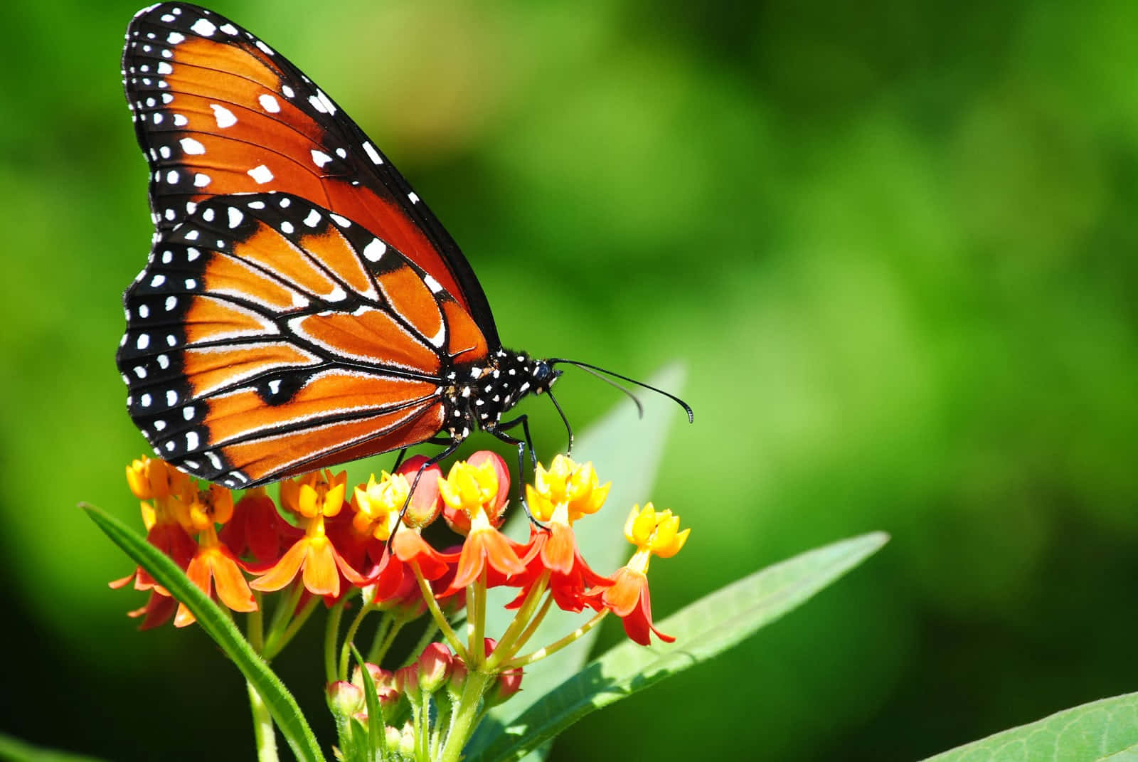 Butterfly Photos 桌布 壁紙 — 一隻擁有鮮豔橙色翅膀的帝王斑蝶，輕盈地停在一簇紅黃相間的花朵上，背景是茂密的綠色。