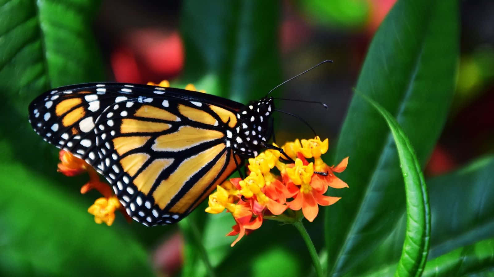 Yellow Butterfly 桌布 壁紙 — 一隻擁有鮮豔橙色翅膀的帝王斑蝶，輕盈地停在一簇由翠綠葉子環繞的亮黃色和橙色花朵上。