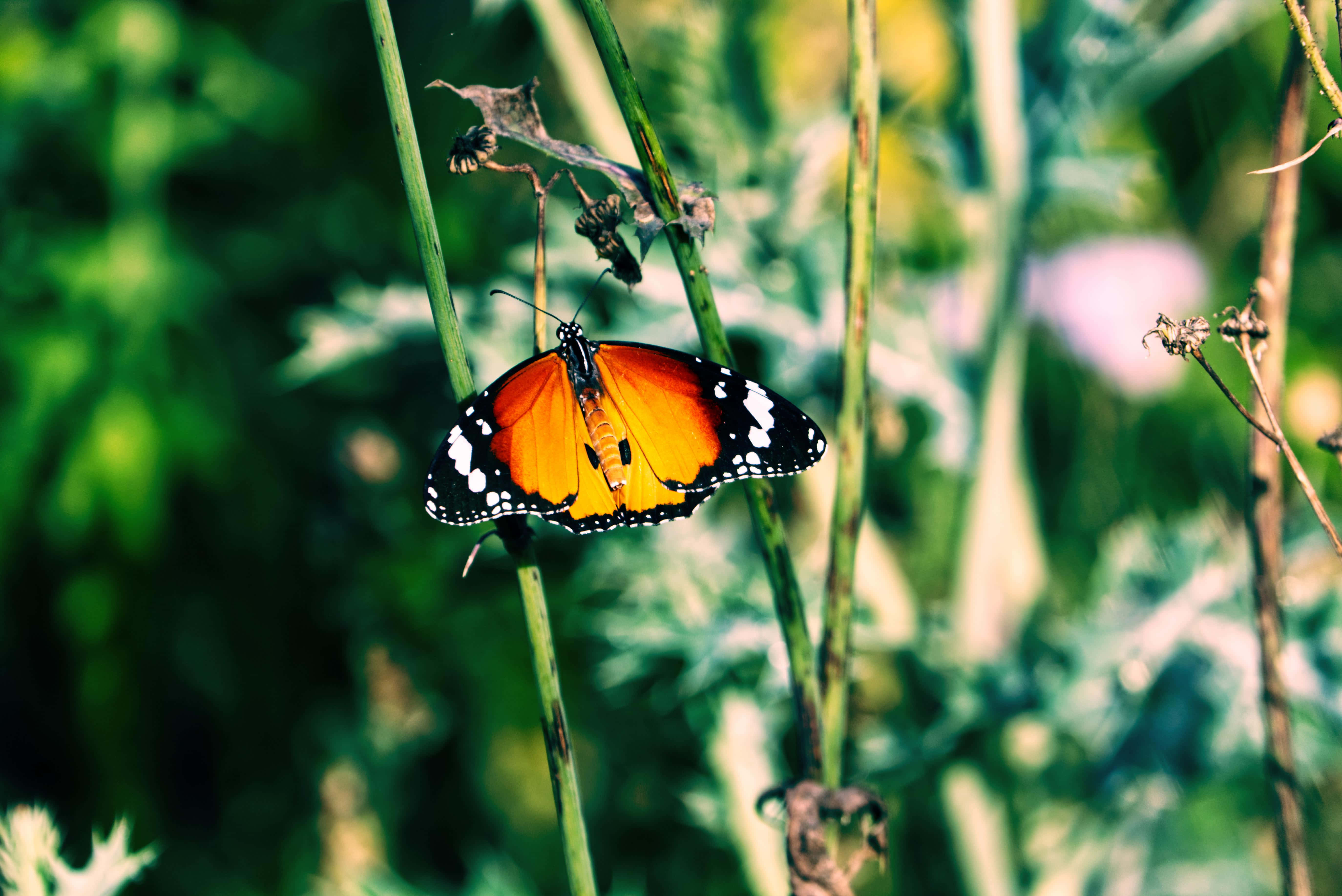 Butterfly Photography 桌布 壁紙 — 一隻擁有鮮豔橙色翅膀的帝王斑蝶，輕輕停在一根綠色莖上，背景是柔和模糊的花園。